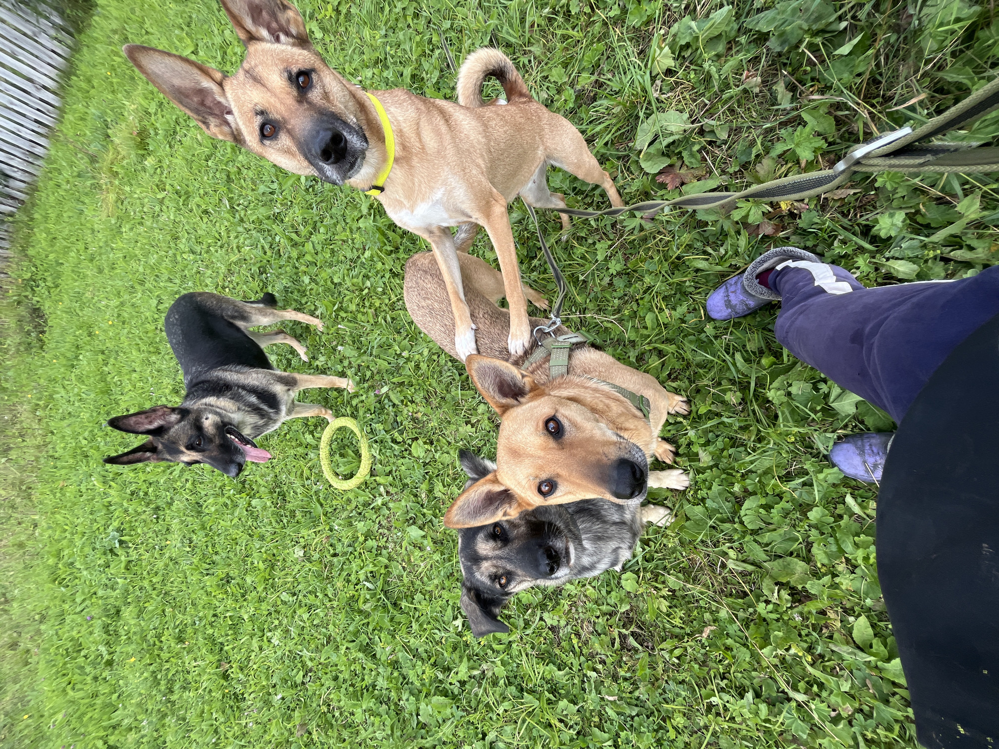 The image depicts an outdoor scene with four dogs on a grassy area, possibly a park or backyard. A person's legs and feet, wearing purple sweatpants and violet sneakers, are visible in the foreground, suggesting they are standing or kneeling. One dog, a German Shepherd mix, stands on its hind legs, interacting with another tan-colored dog. Two other dogs, one dark-colored and the other tan, are seated on the grass. A yellow chew toy is present on the ground near the German Shepherd. A wooden fence is visible in the background. The presence of lush green grass and various plants indicates a natural or semi-natural environment. The image's context does not provide information about the location in Nizhny Tagil, Russia.