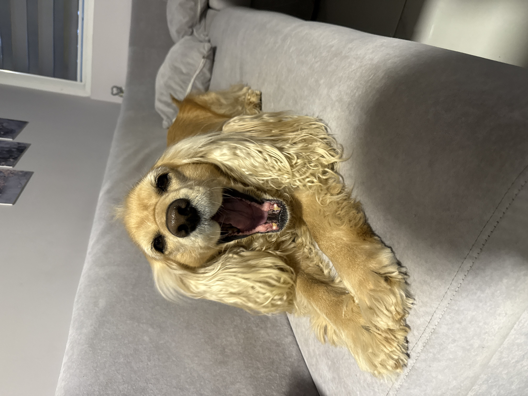 A tan Cocker Spaniel is lying on its back on a light gray couch. The dog's mouth is open in a yawn. The couch is situated indoors, with a window visible in the background. A piece of art hangs on the wall to the left. The location is potentially a residential home or apartment. No information indicates the image was taken in Burgas, Bulgaria.