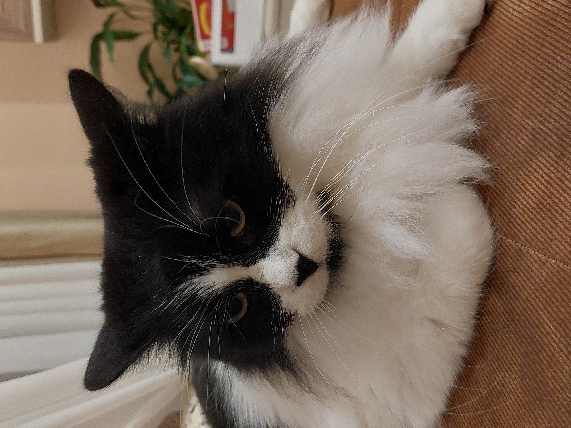 An image captured in Plovdiv, Bulgaria, depicts a long-haired black and white cat looking directly towards the viewer. The cat's head and upper torso dominate the frame, positioned on a textured, ribbed brown surface, likely upholstery such as a couch or blanket. The cat features a striking tuxedo pattern, with predominantly black fur on its ears and parts of its face, contrasting with abundant fluffy white fur on its muzzle, chin, and chest. Prominent, long white whiskers extend from its face, and it has a small black nose and focused yellow-gold eyes. The cat's head is slightly tilted, conveying an attentive and calm expression.
In the softly blurred background, glimpses of a green houseplant are visible, along with lighter-toned surfaces that appear to be a wall or curtain. Some faint, out-of-focus red and white objects, possibly books or decor, can also be discerned behind the plant. The lighting suggests an indoor setting during the daytime. No text is visible within the image.