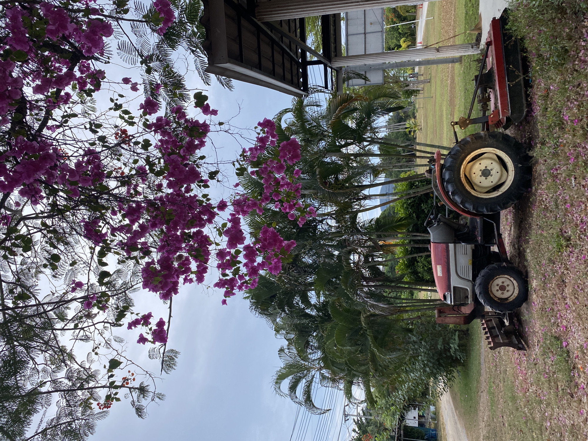 The image depicts a scene in Baan Harn, Thailand. The environment includes a combination of natural and built elements. On the left, there are flowering trees with purple blossoms, and a mix of leafy trees. A tractor is parked on the right on the side of an unpaved area. In the background, an open structure with a metal roof is visible. The scene is set under a light, overcast sky. The presence of power lines suggests a settled area. The overall environment points to a rural or semi-rural setting within Baan Harn.