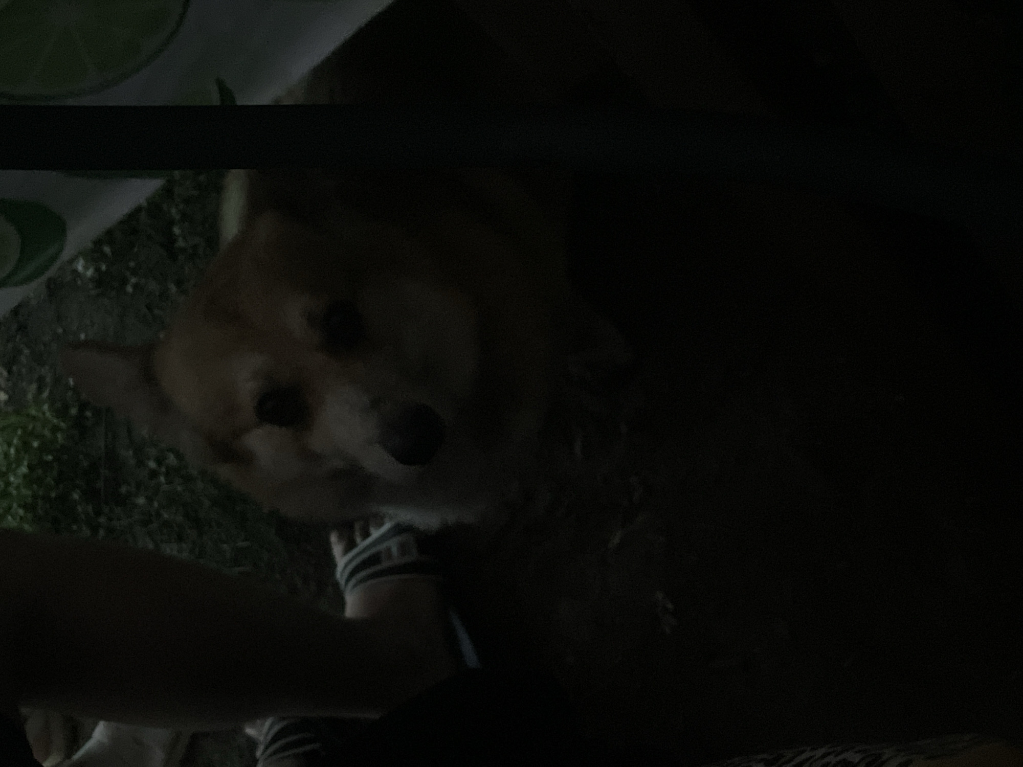 The image, contextualized as depicting a scene in Yarkoe, Russia (though no discernible features within the visual content confirm this specific location), captures a low-light, ground-level perspective.
A light brown and white Corgi-type dog is centrally positioned, either lying or sitting, looking directly towards the viewer. Its face, featuring dark eyes and a black nose, is the most illuminated area, highlighting its white snout and chest markings. To the upper left, portions of at least two human legs and feet are visible; one bare leg extends downwards, with a foot wearing a dark and light striped sandal. The ground beneath the subjects appears to be dark earth or sparsely vegetated soil. In the upper background, green foliage is discernible. A dark, vertical structural element stands on the right side of the frame, partially obscuring a white surface with green circular or rounded patterns, possibly a tablecloth or canopy fabric. The entire scene is characterized by extremely low light, casting most elements into deep shadow.
