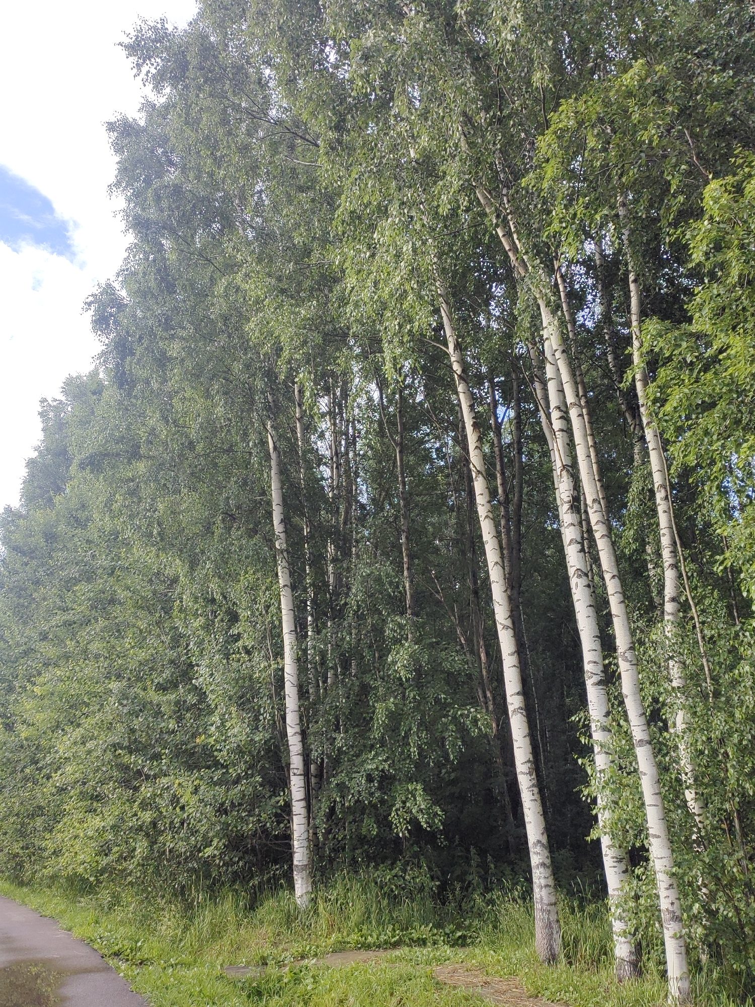 The image depicts a row of birch trees along a paved path next to a dense green forest. The path appears to be wet, reflecting the sky and surrounding foliage. The birch trees have distinctive white bark with dark markings. Sunlight filters through the leaves, creating a dappled effect on the ground. The environment suggests a natural setting, possibly a park or a pathway on the outskirts of a city. There are no people or animals visible in the image. The location is specified as Saint Petersburg, Russia, which is known for its numerous parks and green spaces, including many birch groves.