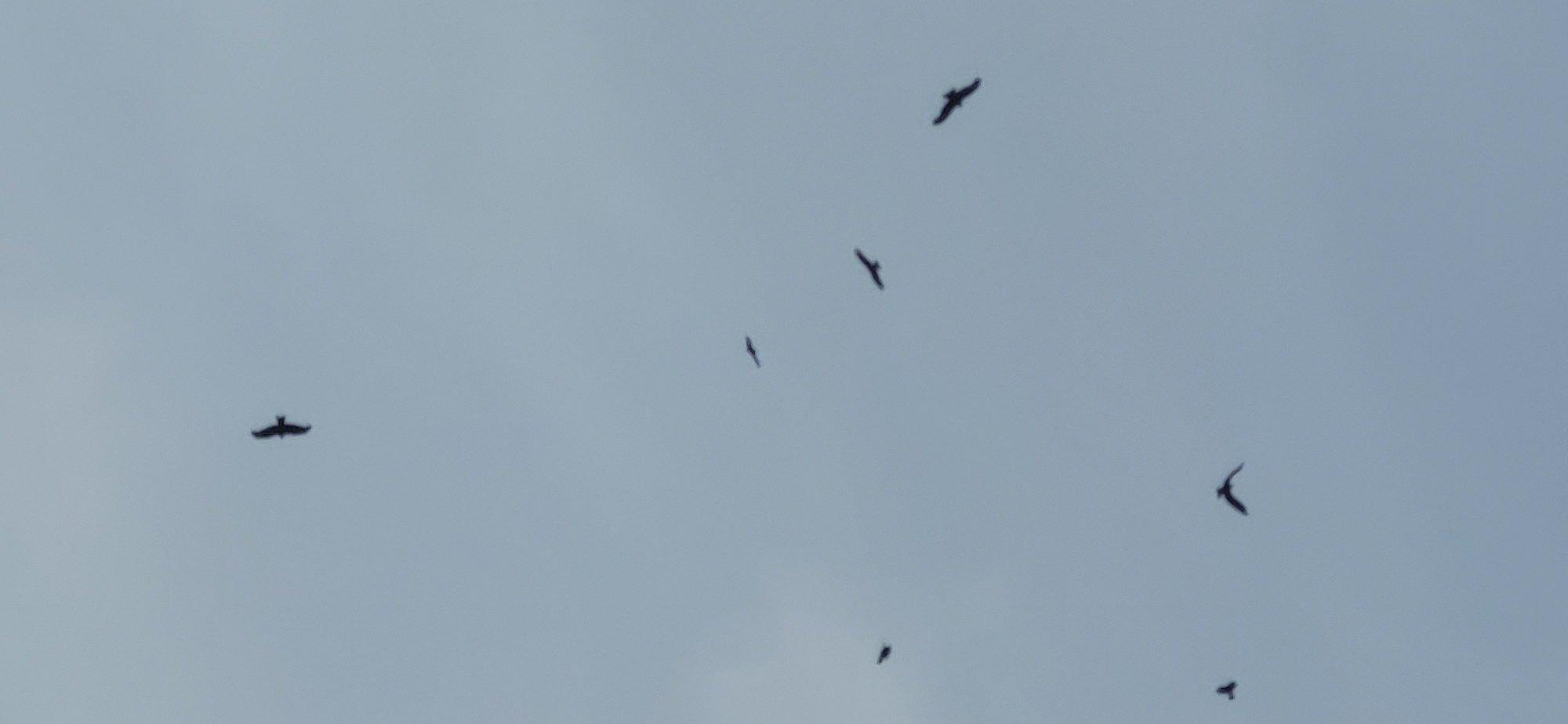 The image depicts a pale blue, overcast sky with seven dark silhouettes of birds in flight. The birds are scattered across the frame, with some appearing larger and closer than others. There are no discernable landmarks or environmental features visible to indicate a specific location within the city of Oskemen, Kazakhstan. The scene is devoid of human presence or interaction.