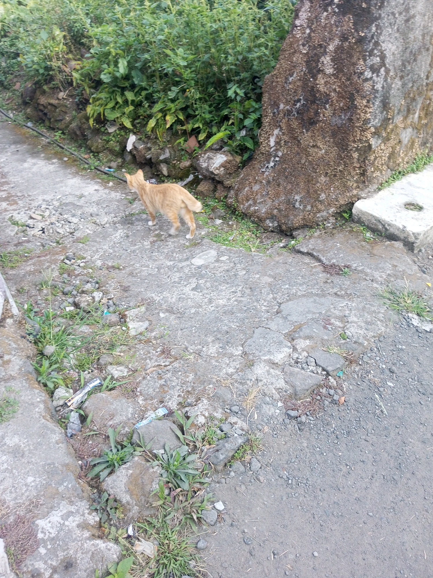 An orange cat walks on a cracked concrete path next to a large, moss-covered rock and dense green foliage in Andongsili, Indonesia. The path is littered with small stones and some scattered trash, including cigarette packs. A dark cable runs along the edge of the path. The scene depicts an outdoor, somewhat unkempt environment.