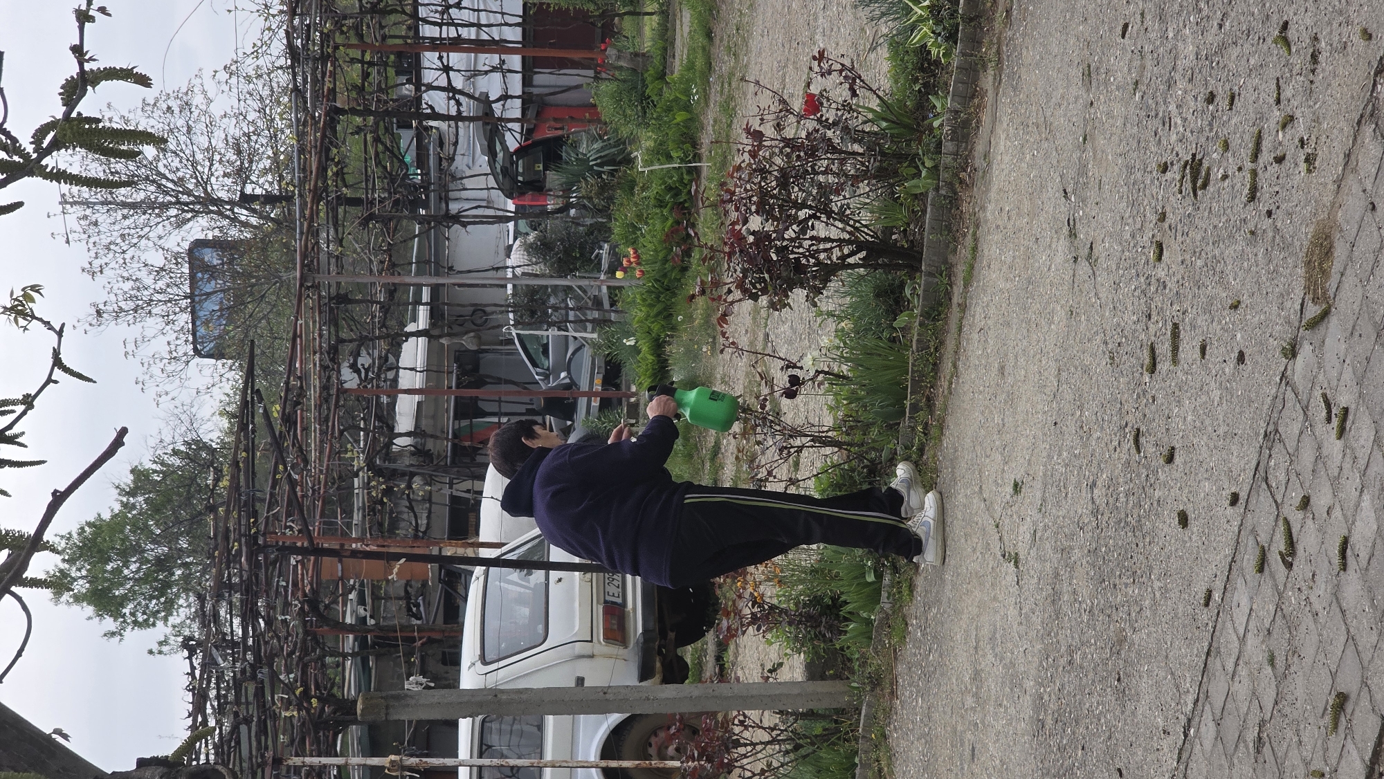 A person sprays a rose bush with a green sprayer on a paved area in an outdoor setting. The individual is wearing a dark hooded jacket and black pants with a light stripe. To the left, there's a metal vine trellis and parked vehicles, including a white Lada Niva. The ground is littered with small, green debris. The image was taken in the city of Blagoevgrad, Bulgaria, as identified by the license plate "E 299" which is a common Bulgarian license plate format.