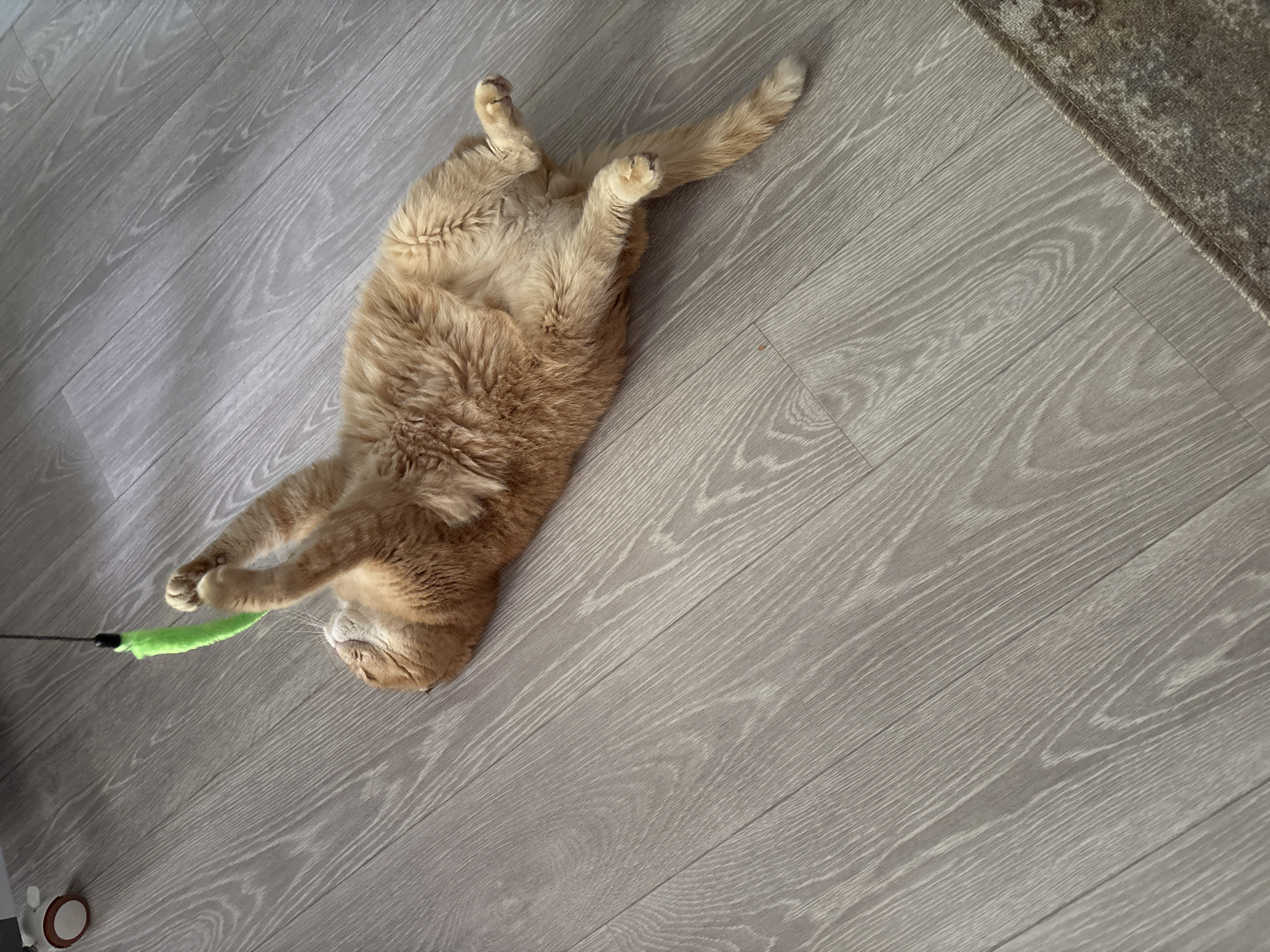 An orange cat is lying on its back on a wooden floor, playing with a green toy attached to a string. The cat's front paws are raised, reaching for the toy. The floor is light gray with a wood grain pattern. A small portion of a patterned rug is visible in the lower right corner of the image.