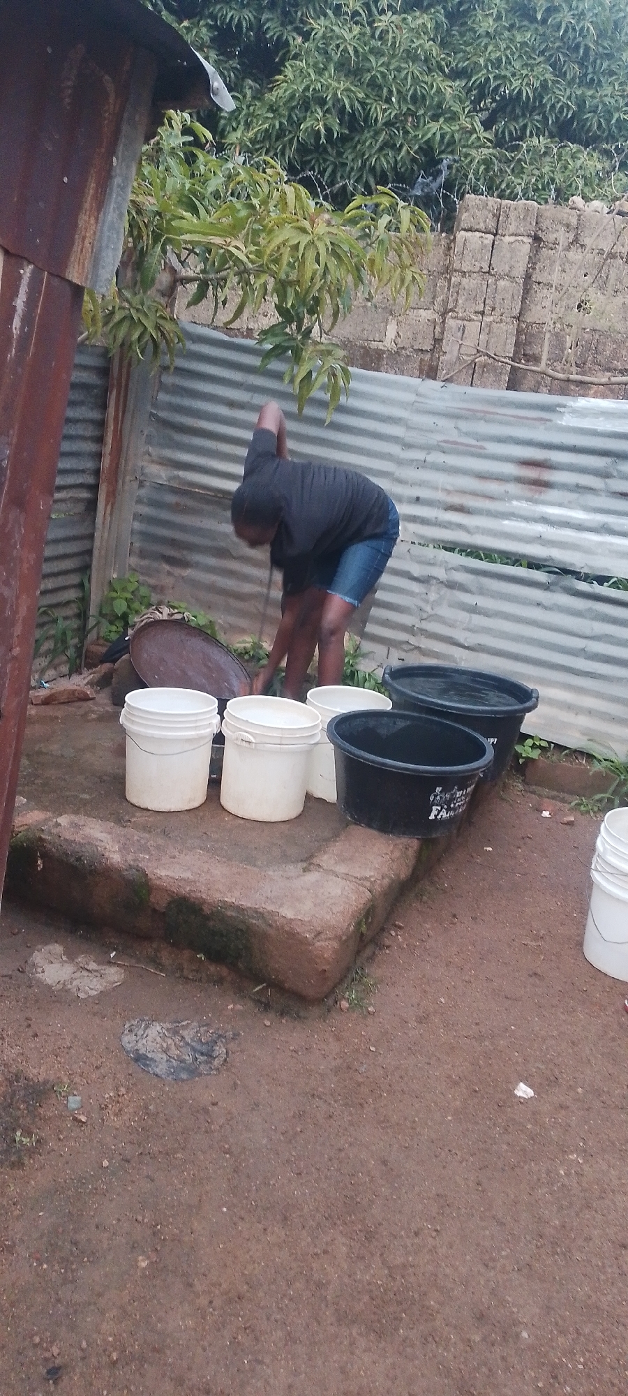 An exterior, medium shot shows a young person in dark clothing and denim shorts reaching into a large, oval, dark-colored basin. The person is bent over, their back to the viewer, and their right arm is extended into the basin. In front of the basin are four white plastic buckets and two black plastic tubs filled with water. The subjects are situated on a raised, rough-hewn stone platform in a dirt yard. A corrugated metal fence runs along the background, behind which are brickwork and dense green foliage. A rusted metal structure, possibly a shed or awning, is on the left edge of the frame. The ground is uneven and appears damp.