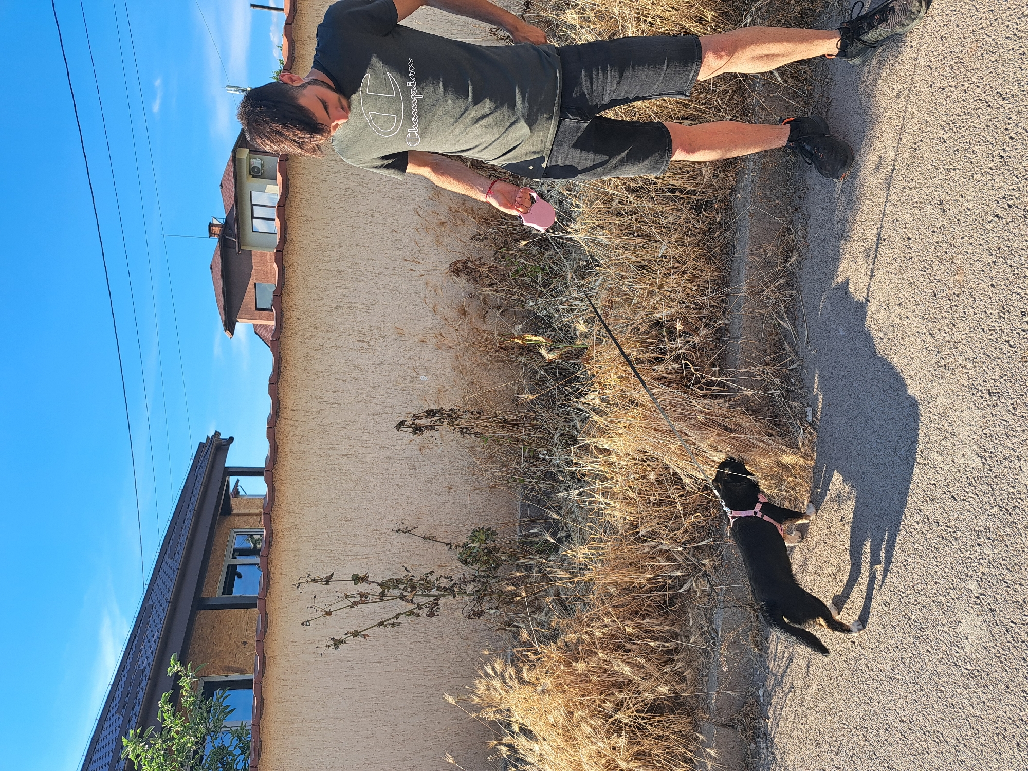 A man and a black dog are on a paved path next to a beige wall and dry vegetation. The man, wearing a dark t-shirt and dark shorts, holds a pink retractable dog leash. The dog, wearing a pink harness, is looking at the vegetation. In the background, there are two houses and a clear blue sky.