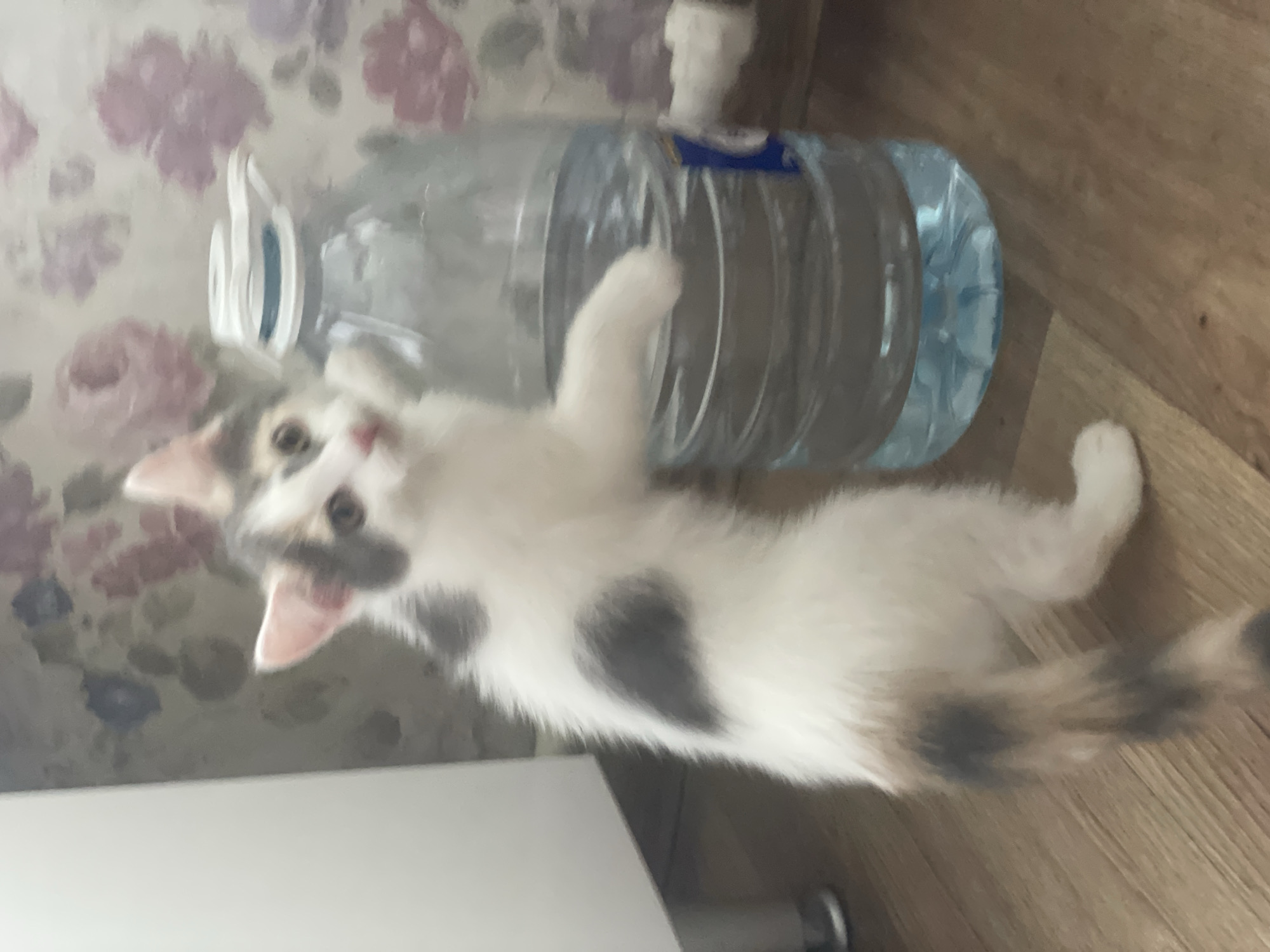 A calico kitten stands on its hind legs, reaching up with its front paws to grasp the side of a large, clear plastic bottle of water. The kitten is mostly white with patches of grey and orange fur. Its tail, also striped with grey and orange, curls behind it. The bottle of water is about half full and has a blue and white cap. Behind the kitten, a wall is visible with floral wallpaper featuring large pink and purple flowers. The floor is made of light brown wooden planks. To the left of the kitten is a white cabinet. The lighting suggests an indoor environment, likely a domestic setting. The kitten appears to be curious or playful.