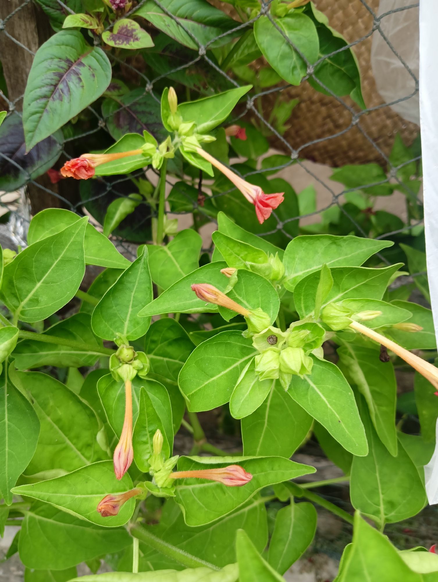 A close-up, eye-level shot captures a cluster of four o'clock flowers (Mirabilis jalapa) with vivid green leaves and budding flowers. The flowers are elongated, trumpet-shaped, and display a delicate gradient from pale orange at the tips to a soft pinkish-red at the base. Some flowers are fully open, while others are still in bud form, with a few showing dark speckles within their calyces. The background is a blur of earthy tones and textures, suggesting a natural or garden setting. A black net overlays portions of the scene, hinting at a protective barrier or enclosure. The scene is situated outdoors, likely in a garden or yard, given the presence of plant life and the natural lighting. The image provides no specific clues about the city of Rayeukpayaitek, Indonesia, beyond the general context of plant life and outdoor environment.