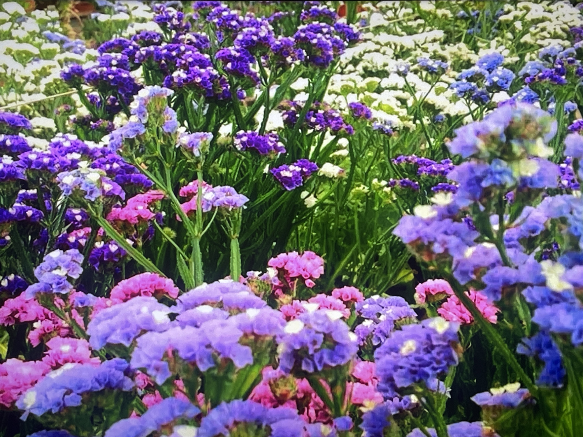 The image displays a dense field of wildflowers, predominantly in shades of purple, lavender, and pink, with some white flowers visible in the background. The flowers are small and clustered on delicate stems, creating a textured and vibrant display. The scene is a close-up shot of the flowers, with the focus varying throughout the image, giving a sense of depth and movement. The lighting suggests it could be daytime, possibly late afternoon or early morning, given the soft glow on the petals. The overall impression is one of natural beauty and abundance, evoking a sense of tranquility and the simple charm of a meadow. There is no visible text in the image.
