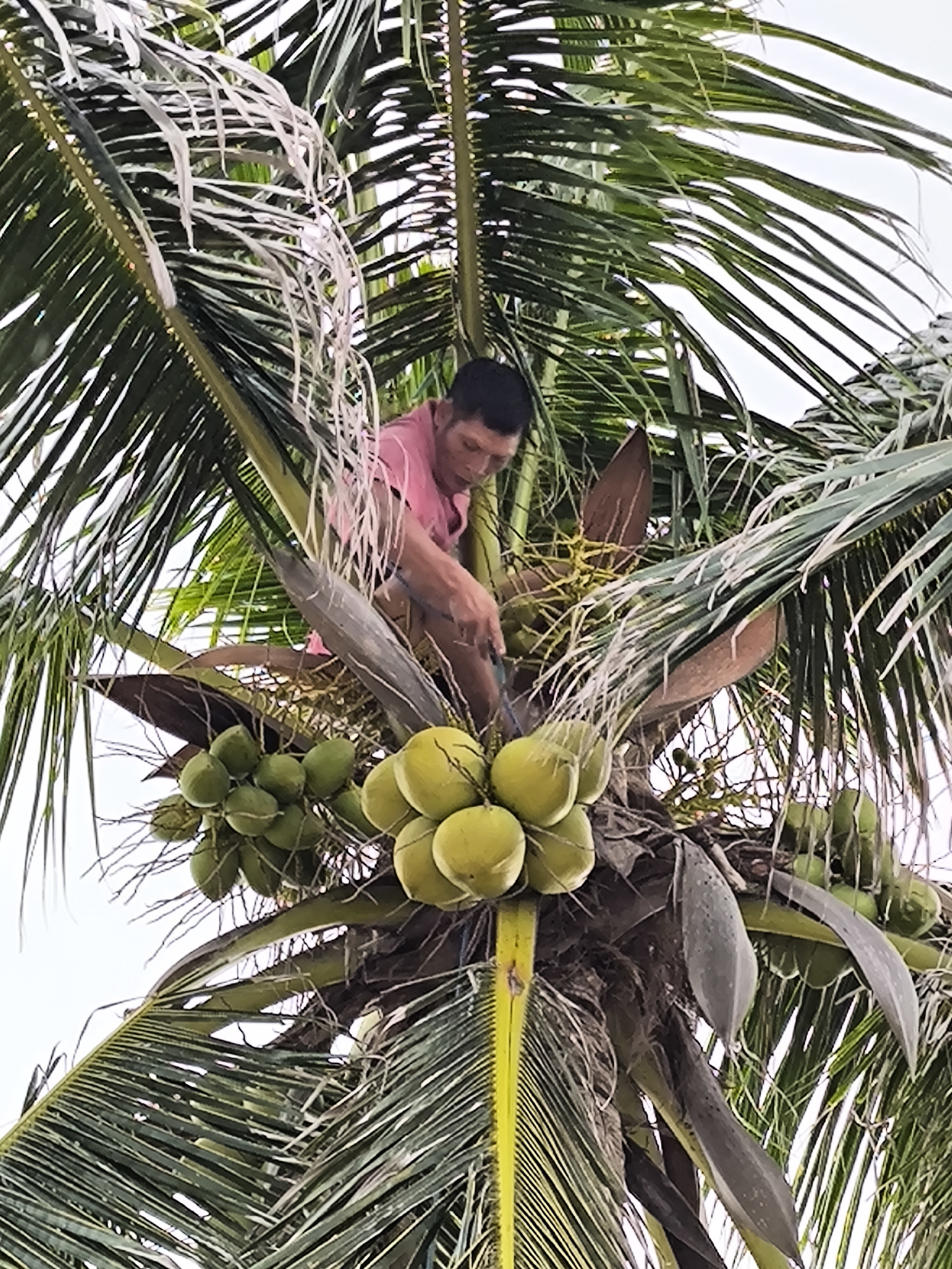 A man in a pink shirt is cutting coconuts from a tall palm tree, likely in Nusa Penida, Indonesia, based on the landscape. The palm tree is laden with green and yellow coconuts. The man is positioned amidst the palm fronds. He is using a sharp tool to cut the coconuts. The environment is sunny with a bright sky visible through the foliage.