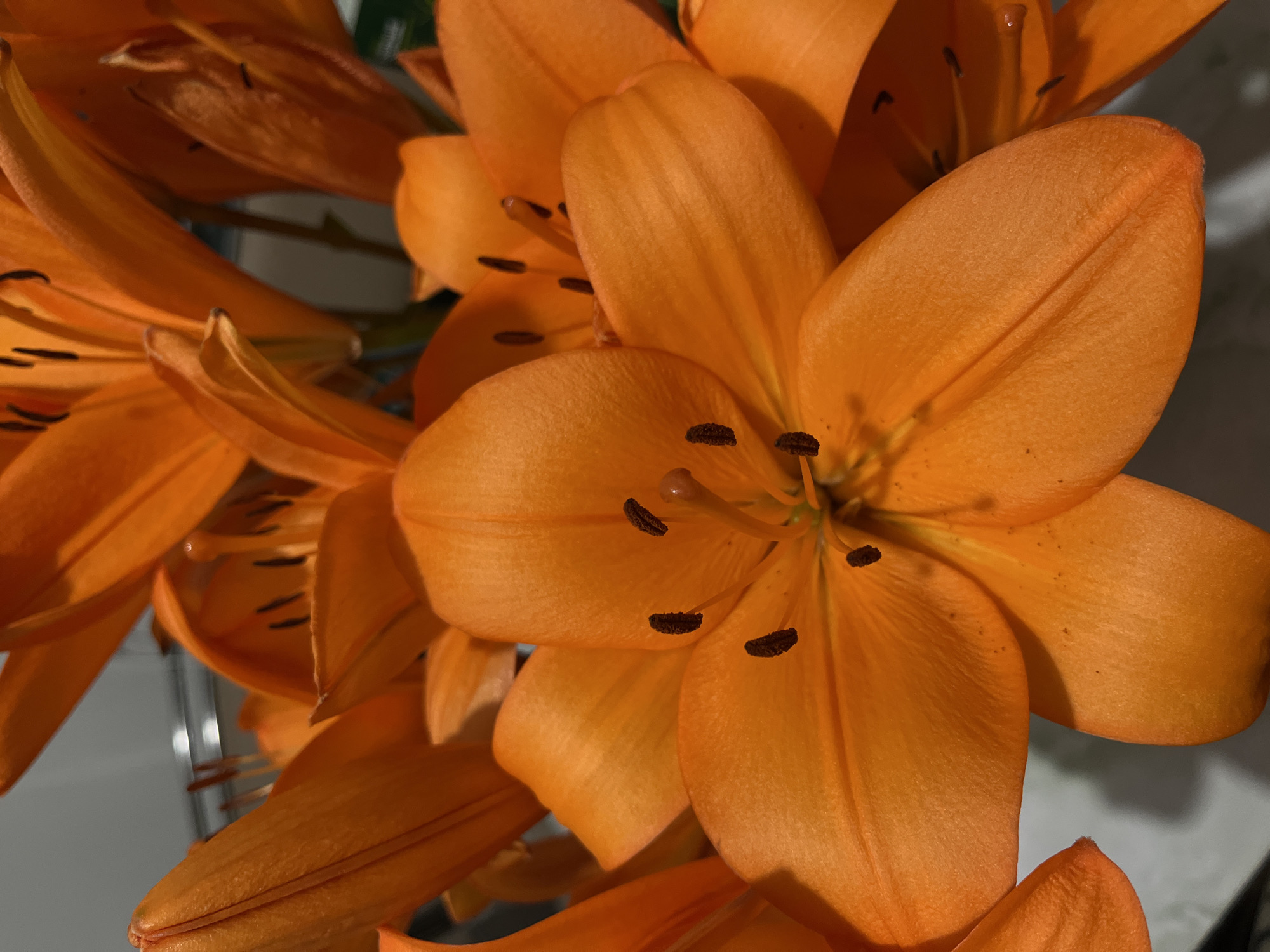 A close-up, upward-angled photograph showcases several bright orange lilies in full bloom. The petals are a vibrant, saturated orange with subtle textural details and delicate veins. In the center of the main lily, dark brown anthers are visible, tipped with a lighter orange stigma. The background is blurred, suggesting an indoor setting with a light-colored surface and some indistinct objects, possibly a countertop or wall. There are no people or animals present. The image is brightly lit, highlighting the luminous quality of the flowers. The location is not discernible from the image itself.