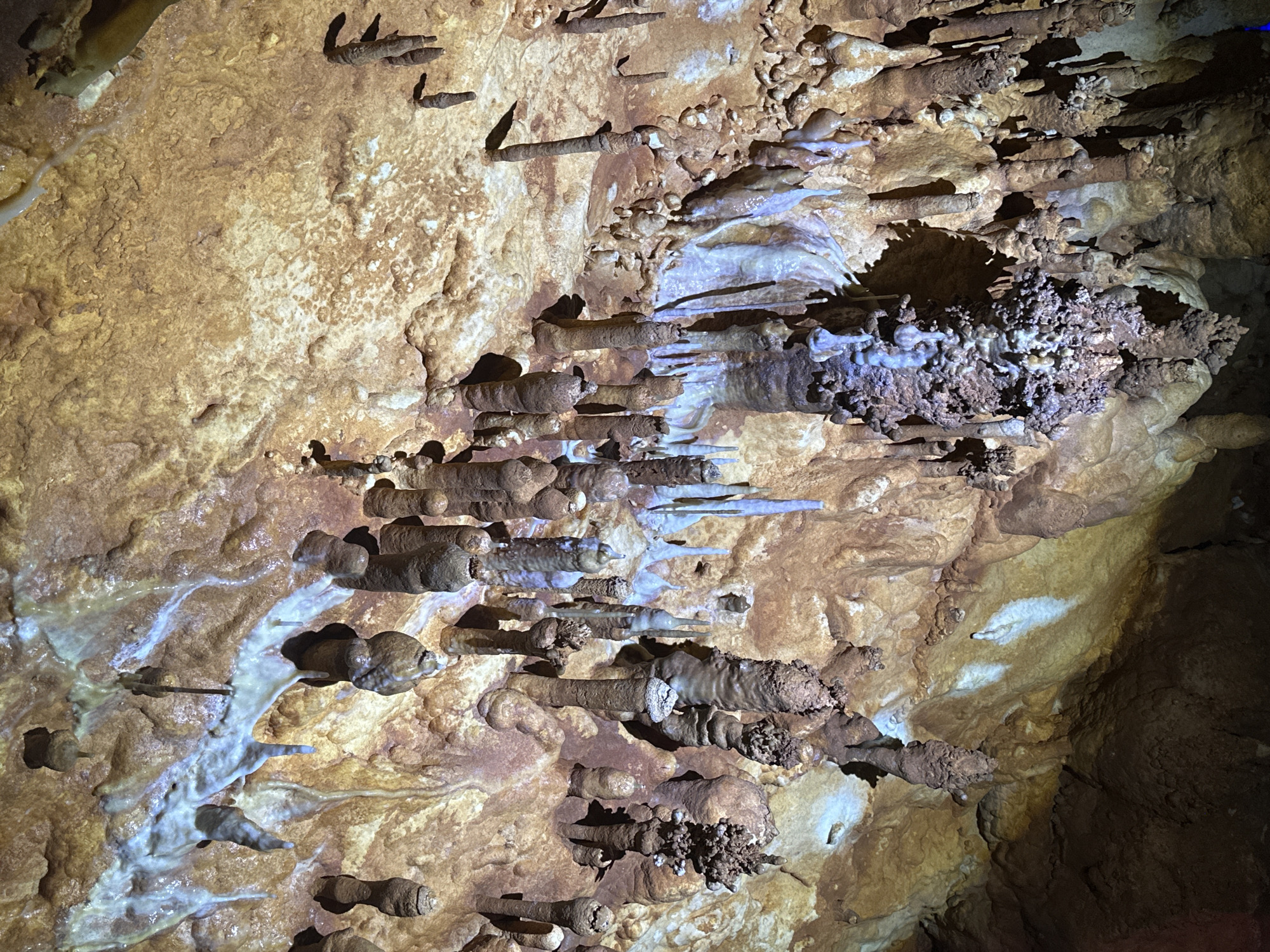 The image depicts a close-up view of a cave wall formation, likely located in Belo pole, Bulgaria. The wall is composed of light brown and tan rock with various mineral deposits. Protruding from the wall are numerous small, cylindrical formations, resembling stalactites. Some of these formations have water droplets or a white, mineral-rich coating on their surfaces. The lighting is uneven, with some areas in shadow and others highlighted, enhancing the texture of the rock.
