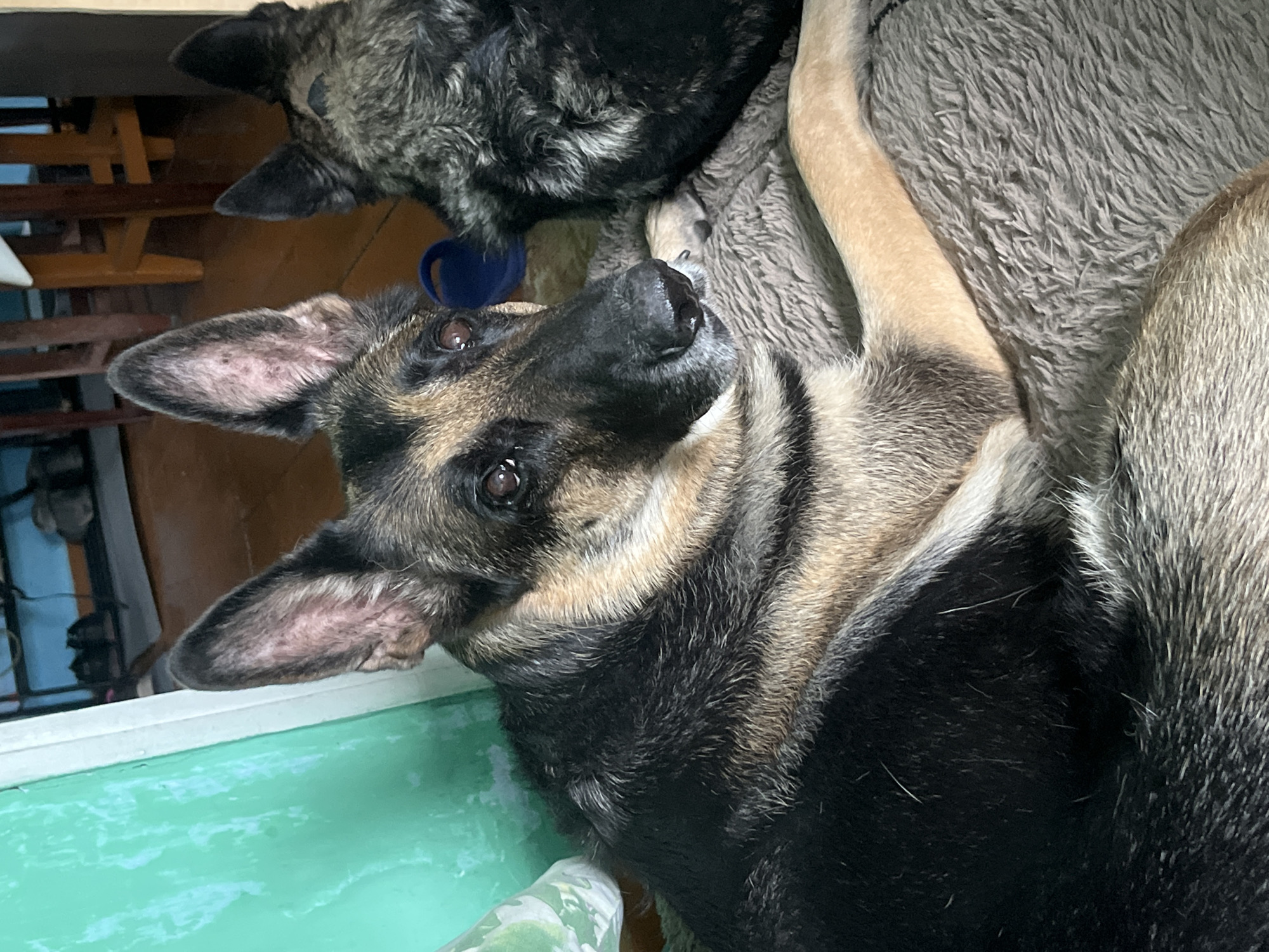 The image shows two German Shepherd dogs indoors. The dog in the foreground is lying down on a textured, possibly plush, surface. Its fur is a mix of black, brown, and tan. The dog is looking towards the right of the frame with its head slightly tilted. Its ears are large and erect, with visible skin and some lighter-colored fur on the inside. The dog's eyes are dark and appear moist. Its snout is black and wet.
Behind the first dog, another German Shepherd is visible, mostly its head and upper body. This second dog also has black, brown, and tan fur, with a grizzled appearance. Its ears are also erect and pointed. A blue object, possibly a toy or a loop, is visible behind the first dog's head.
The environment appears to be a room with a wooden floor and some furniture in the background, including what looks like wooden chairs or stools. To the left, a wall painted in a bright, somewhat distressed, teal or green color is visible. The overall lighting suggests an indoor setting, possibly during the daytime. There is no indication of the specific location within Nizhny Tagil, Russia, in the image.