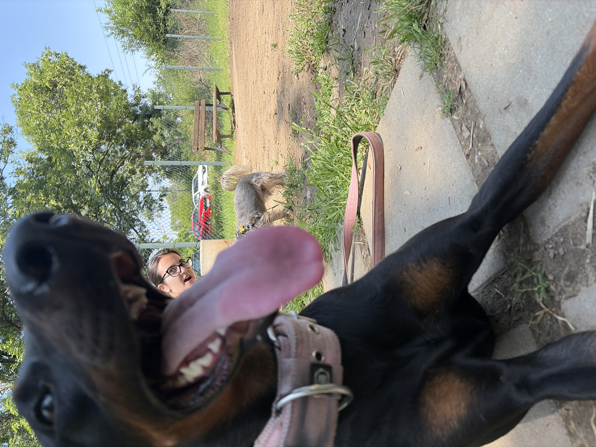 A Doberman Pinscher is depicted in the immediate foreground, positioned low to the ground. Its black muzzle occupies the upper left quadrant, with its left eye visible and its mouth open, exposing white teeth and a distended pink tongue. A pink collar with metal rings and eyelets is secured around its neck. Visible portions of its chest and front legs exhibit characteristic tan markings. A brown leash is coiled on the concrete surface beside the dog's right leg.
In the midground, directly behind the Doberman's head, a woman with dark hair and spectacles is partially visible, peeking from behind an obscured object, looking towards the camera with an upturned mouth. To the right, a smaller canine, characterized by shaggy gray-brown fur, stands on a dirt path, facing away from the camera.
The environment is an outdoor dog park, located in Sofia, Bulgaria. The ground transitions from a concrete slab in the immediate foreground to packed dirt and sparse green grass in the midground and background. A wooden park bench with dark metal supports is situated on the dirt path. A chain-link fence in the background separates the park from an area containing three parked vehicles: a red hatchback and two white sedans. Large green deciduous trees fill the background under a clear blue sky.