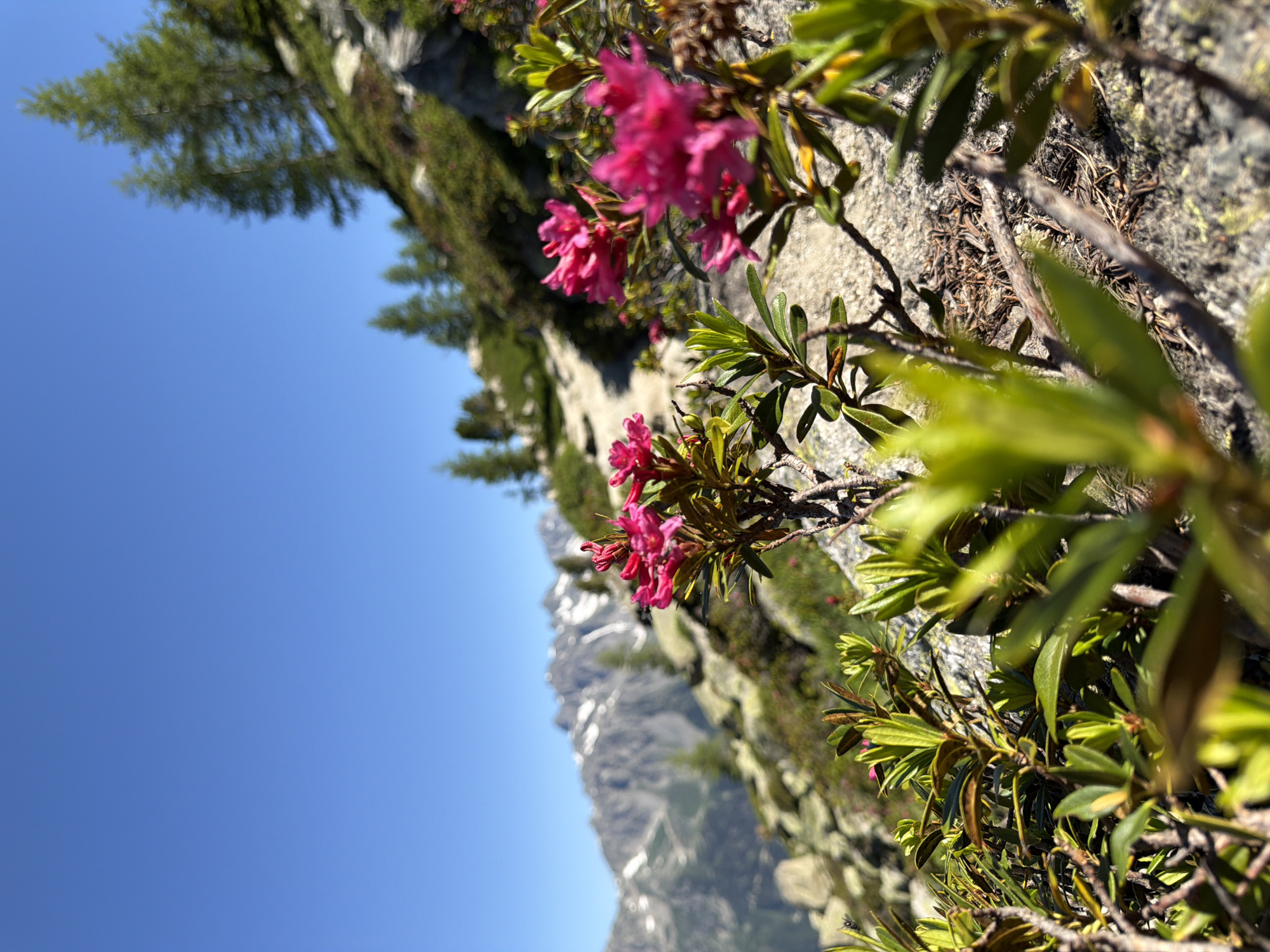 This is a close-up, low-angle shot of pink rhododendron flowers blooming on a rocky mountainside with a clear blue sky above. In the background, snow-capped mountains and pine trees are visible. The scene appears to be in the alpine region near Chamonix-Mont-Blanc, France. The focus is on the flowers in the foreground, with the mountainous landscape out of focus.