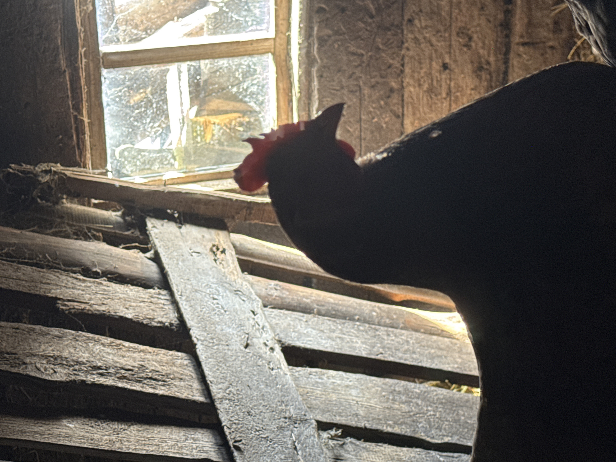 A dimly lit interior with weathered wooden walls and a window at the top left. A dark, silhouetted figure of a chicken with a red comb is in the foreground. The location of the image is unknown, and there is no verifiable information that it is in Кипчак, Russia.