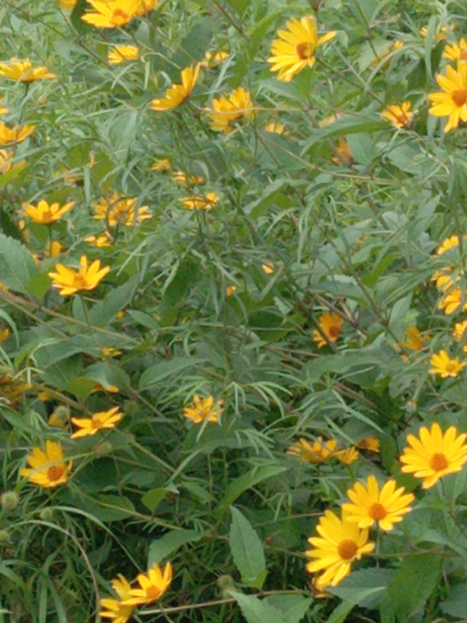 The image shows a dense patch of yellow flowers with green foliage. The flowers are of a daisy-like variety with yellow petals and dark orange or brown centers. Some of the flowers are in full bloom, while others are partially open or appear to be buds. The foliage consists of long, slender green leaves and thin stems. The background is a blur of green and yellow, suggesting a natural setting. There are no people or man-made objects visible in the image. The image does not provide any specific location details within the city of Artyom, Russia, or any other context to indicate its origin.