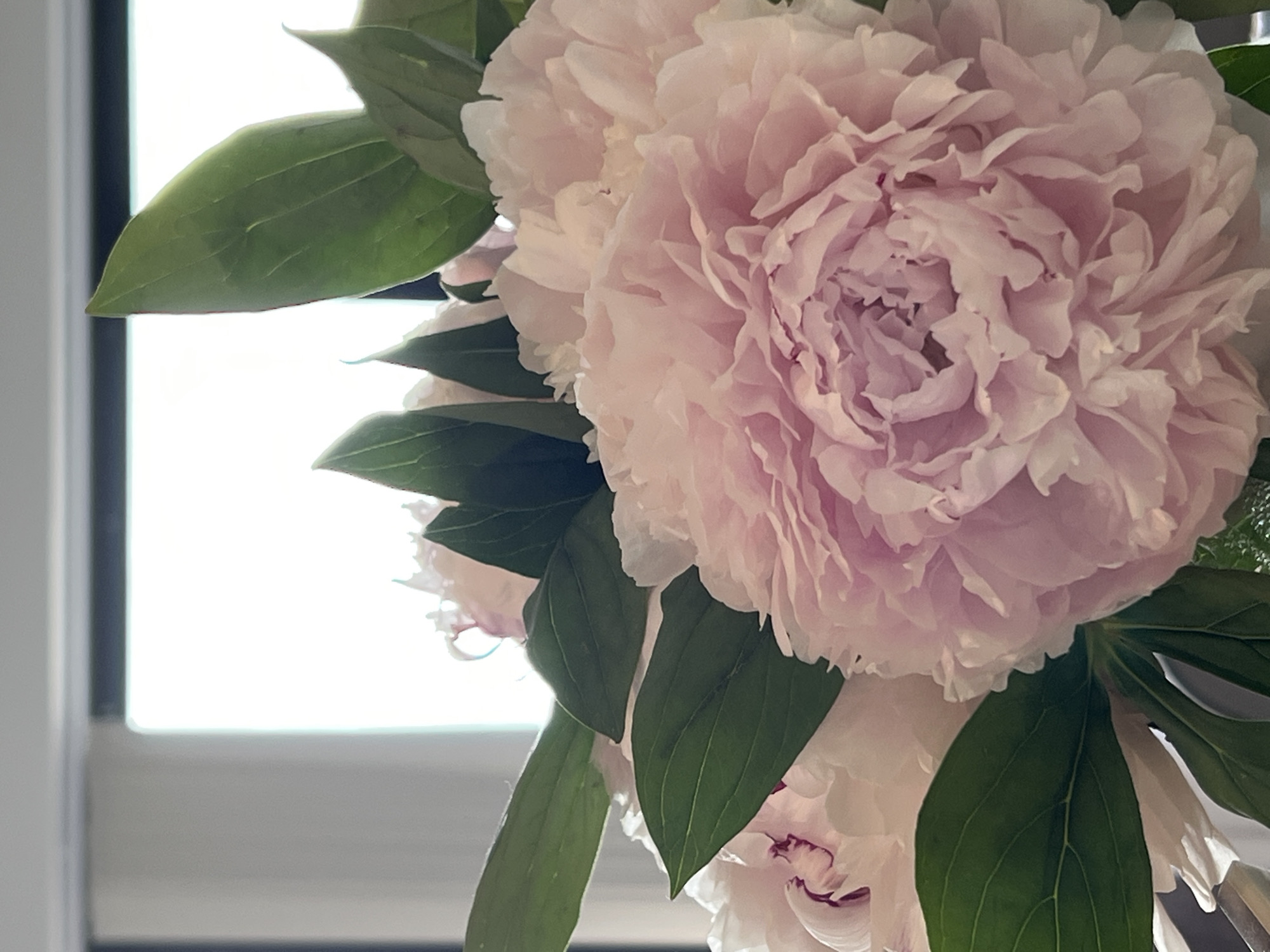 The image is a close-up, vertical shot of a bouquet of pink peonies. The flowers are large and fully bloomed, with many delicate petals. Dark green leaves are interspersed among the flowers, providing a contrast in color and texture. The background is out of focus and appears to be a bright, possibly windowed area with a horizontal dark line across it. The lighting suggests it is daytime. There are no people or specific landmarks visible in the image, and therefore its location in Bunbeg, Ireland, cannot be determined from the visual information provided.