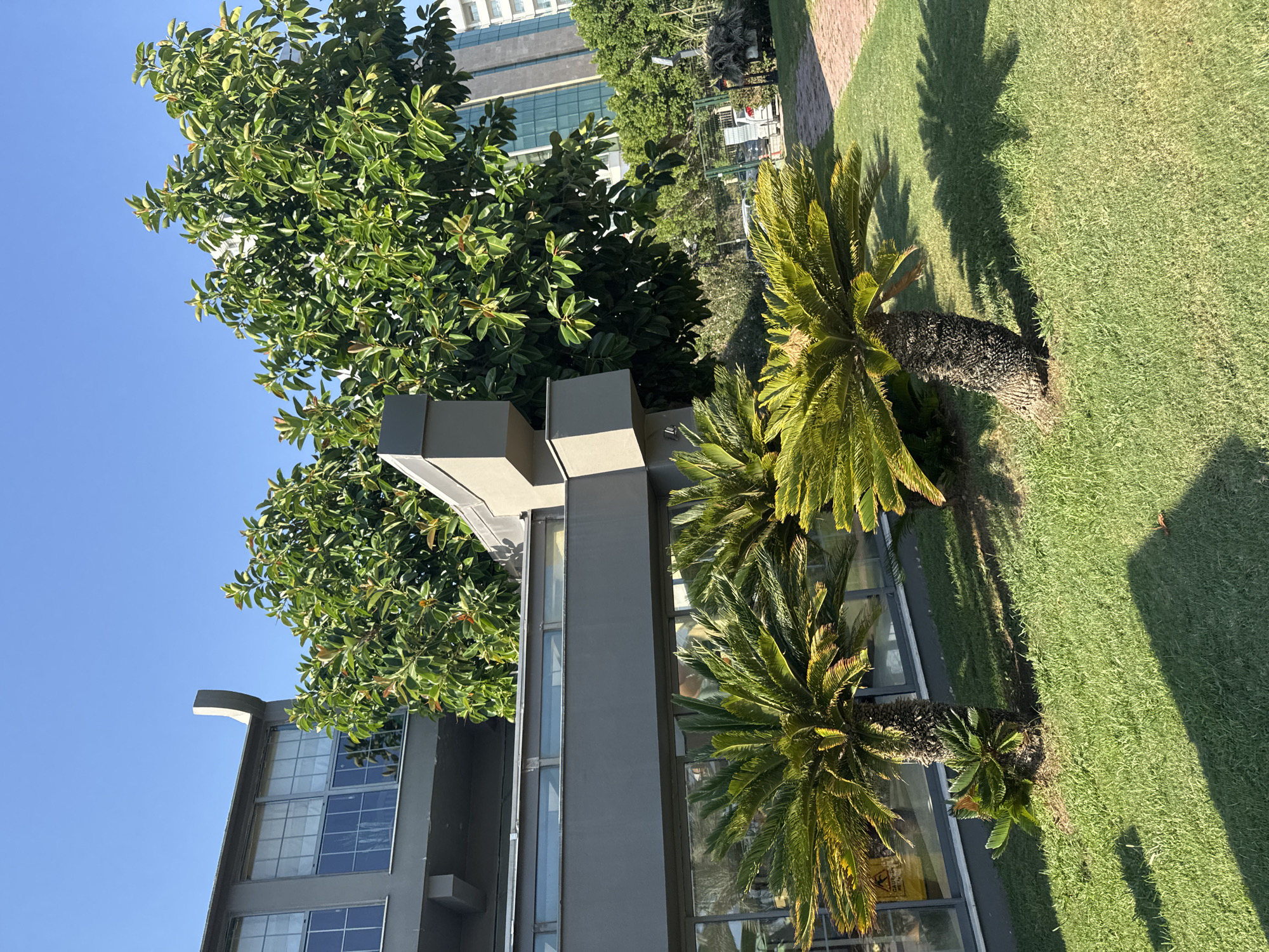 In Aksu, Turkey, a sunlit scene unfolds outside a modern building. The architecture features a dark grey facade with large, multi-paned windows. Above, a broad, leafy green tree, likely a Ficus tree, casts dappled shadows on the meticulously manicured green lawn. In the foreground, two sago palm trees with their distinctive spiky fronds stand prominently, their rough, textured trunks contrasting with the smooth surfaces of the building. A red brick pathway is visible in the background, leading towards a fence and beyond it, a glimpse of more greenery and a tall, glass-fronted building suggesting a cityscape. The sky is a clear, bright blue. There are no people visible in the image. The overall impression is one of a well-maintained, contemporary urban garden environment.