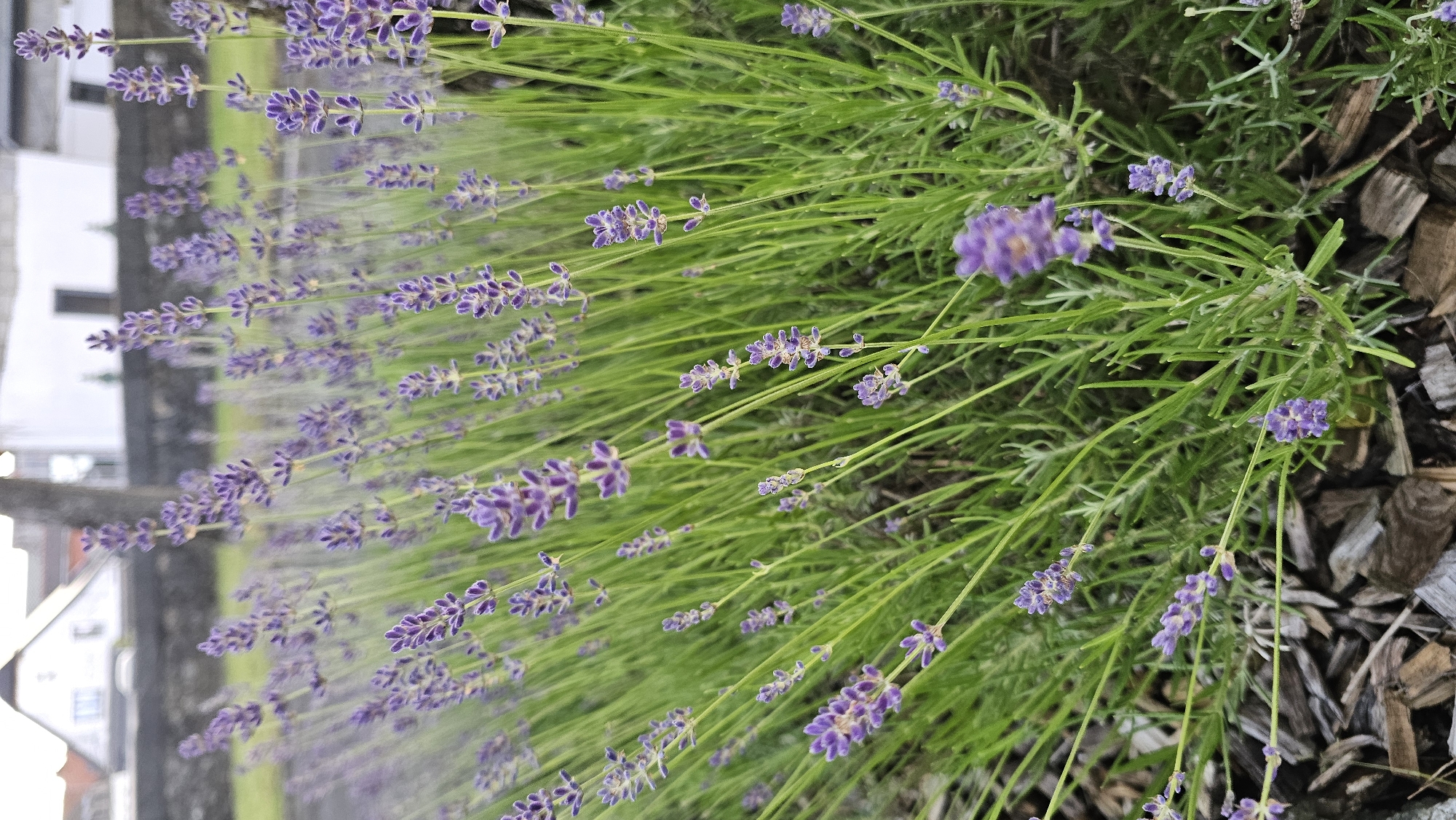 The image presents a close-up, upward-angled view of blooming lavender plants, rotated counter-clockwise. Numerous slender green stems bear spikes of small, vibrant purple flowers, predominantly in various shades of violet and lilac. The lavender flowers in the foreground and mid-ground are sharply in focus, showcasing their intricate details, while the background is softly blurred.
To the left, indistinct, out-of-focus shapes suggest architectural elements, possibly light-colored buildings and a darker fence or wall. To the right and lower portion of the frame, patches of brown wood chips are visible, indicating landscaping mulch. The overall scene depicts a cultivated garden area bathed in natural daylight. There is no discernible human activity or visible text. The image conveys a sense of natural beauty and tranquility, likely captured in Boussu-lez-Walcourt, Belgium.