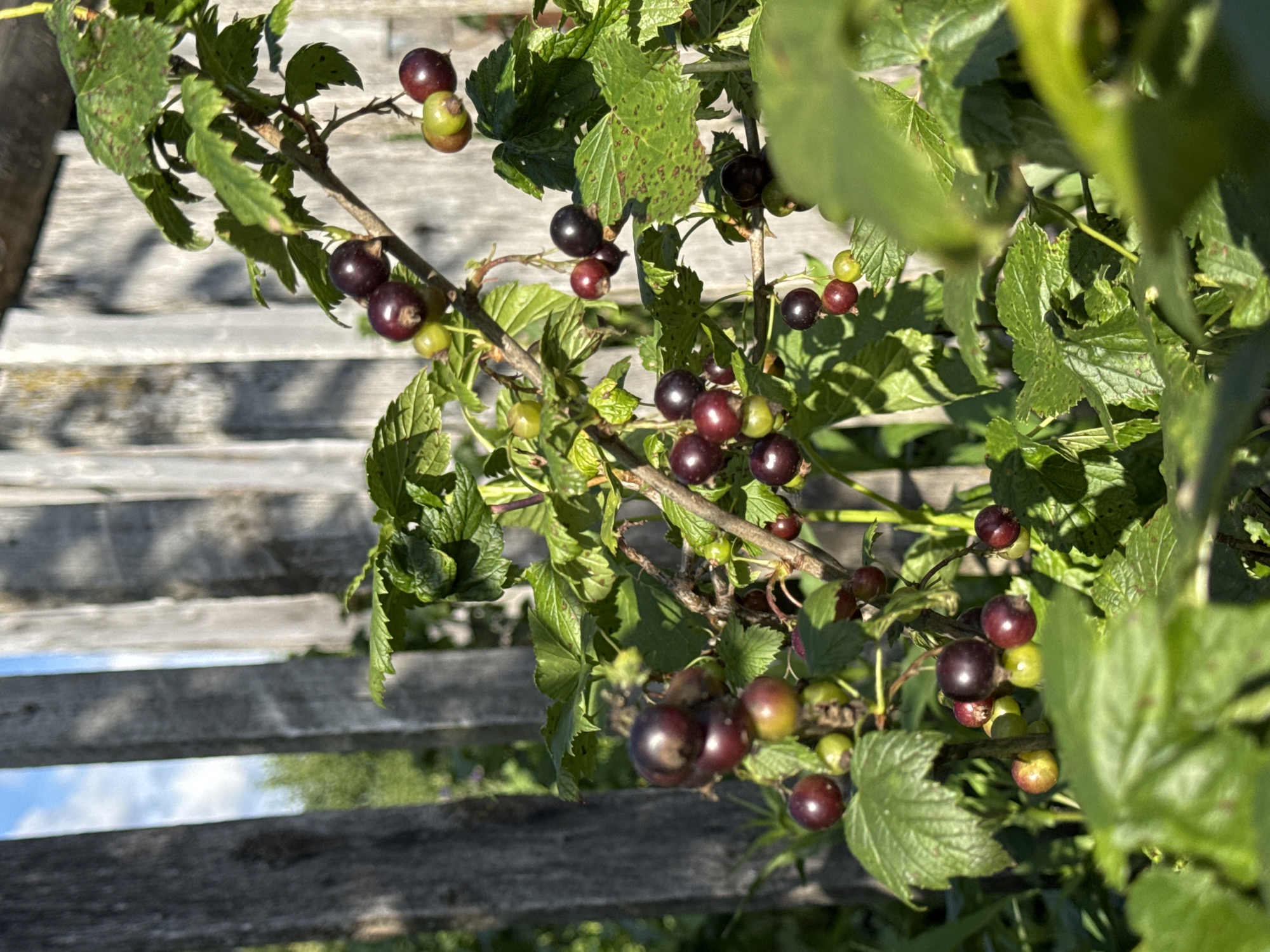 The image displays a close-up of a blackcurrant bush laden with ripening berries, some still green and others a deep purple. The bush is situated outdoors in front of a weathered, vertical wooden fence. Sunlight filters through the leaves and berries, casting dappled shadows. The background shows more of the fence and hints of greenery and blue sky. The location is identified as Mursalimkino, Russia. There are no people or animals visible in the image. The scene depicts a natural, rural setting during what appears to be the growing season.