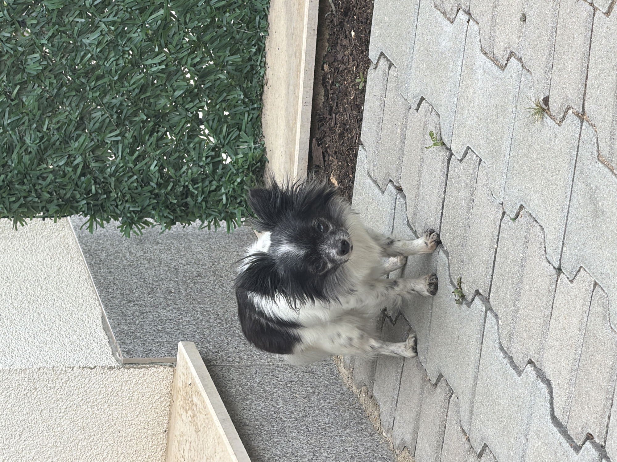 A small, black and white long-haired dog stands on a paved walkway composed of interlocking gray concrete pavers. The dog is facing the camera, its body angled slightly to the left. It has large, expressive ears and a long, fluffy tail. The walkway is bordered by a strip of dark soil with sparse green growth, and further back, a fence made of artificial green foliage. To the left of the walkway is a building with a textured off-white facade and a gray granite-like lower section. A light-colored concrete step or ledge is visible against the building. The scene appears to be outdoors, possibly in a residential area or garden.