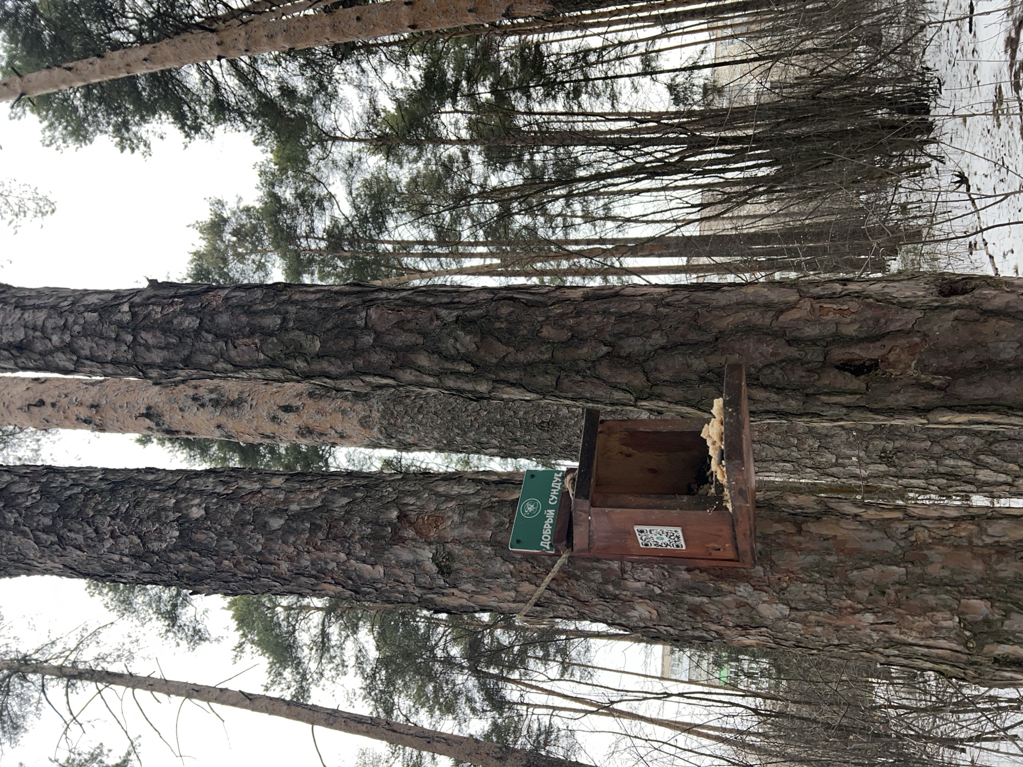 The image, oriented vertically, showcases a winter forest or park scene dominated by tall coniferous trees, likely pines, with rough, dark bark. The sky above is bright and overcast, indicating a daytime setting.
A wooden bird feeder is prominently attached to one of the tree trunks in the foreground. It contains a light-colored, crumbly substance, presumably feed for birds or small forest creatures. Two distinct markers are attached to the feeder: a green rectangular sign with white Cyrillic text that reads "ДОБРЫЙ СУНДУК" (DOBRY SUNDUK), translating to "KIND CHEST" or "GOOD CHEST." Below this text, a circular logo is present, though its specific details are indistinct. Additionally, a black and white QR code sticker is affixed to the side of the feeder.
Snow covers the ground in areas, and bare tree branches indicate the winter season. The scene evokes a peaceful winter day, highlighting efforts to support local wildlife in the Perm, Russia, location. No people or animals are visible.