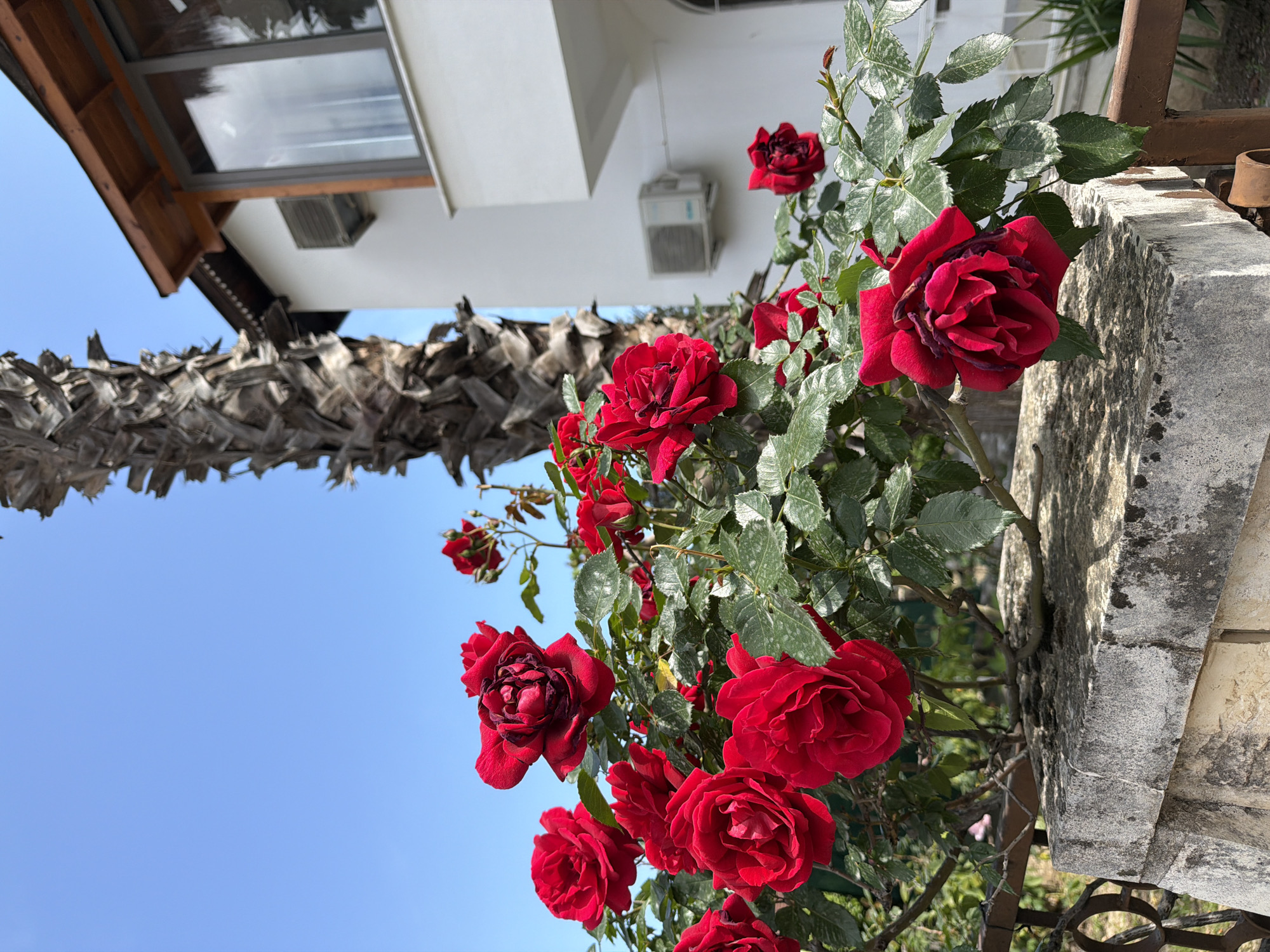 The image captures a close-up view of a vibrant red rose bush, heavily laden with blooms in varying stages of opening. The roses, with their deep red petals, contrast against the green foliage of the bush, some leaves exhibiting a speckled appearance. Behind the roses, a section of a weathered, grey stone structure is visible, possibly a wall or pillar, showing signs of age and wear.
The perspective is angled upwards, revealing a clear blue sky in the background, partially obscured by what appears to be the fronds of a palm tree. To the upper left, a portion of a white building is visible, featuring a window and an air conditioning unit, suggesting a residential or commercial property.
The image was likely taken outdoors in Kemer, Turkey, as indicated by the Mediterranean flora and architectural style. The presence of the air conditioning unit is consistent with the region's warm climate.