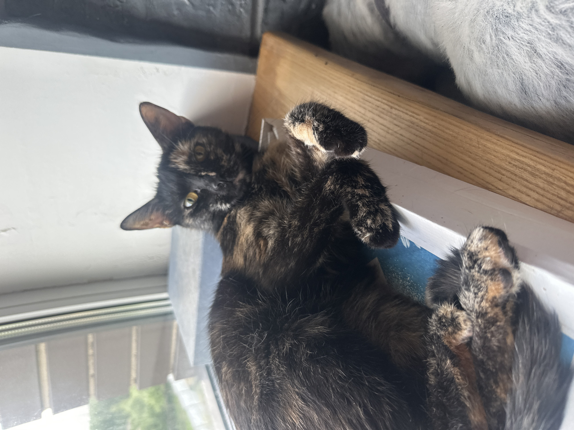 A tortoiseshell cat lies on a narrow wooden shelf, its body oriented horizontally across the frame. The cat is positioned on top of a light blue object with a white edge, which is itself on a white ledge. The cat's head is turned towards the camera, and its yellow eyes are open. Its front paws are visible, one resting on the wooden shelf, and the other curled towards its body. The background shows a window with horizontal blinds and a blurry view of greenery outside. To the right of the cat, a section of a dark gray surface and a light gray, furry object are visible. The scene appears to be indoors, possibly in a home in Yoksolovo, Russia, given the context.