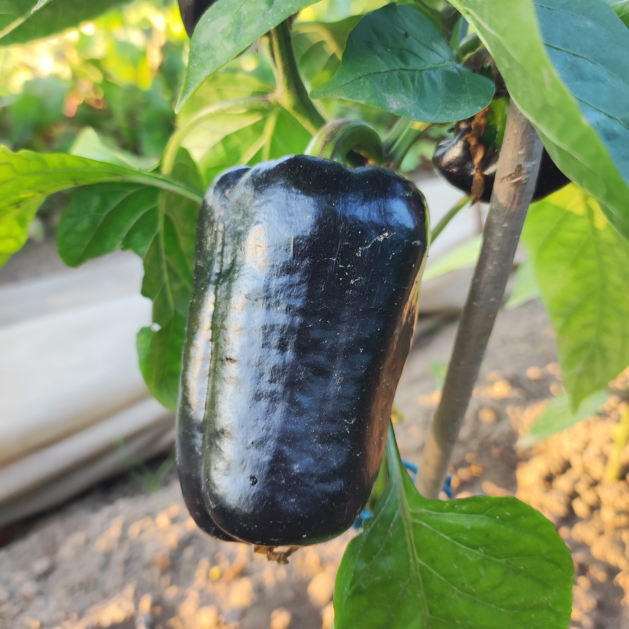 A dark purple bell pepper hangs from a plant, surrounded by green leaves. The pepper is plump and shiny, with a slight sheen reflecting light. The plant's stem is visible, a light brown color with some rough texture. In the background, the ground is covered in dry soil and some blurred green vegetation. The lighting suggests it is daytime, possibly late afternoon, with the sun casting warm tones on the scene. There are no people visible in the image. The location is identified as Navoloki, Russia.