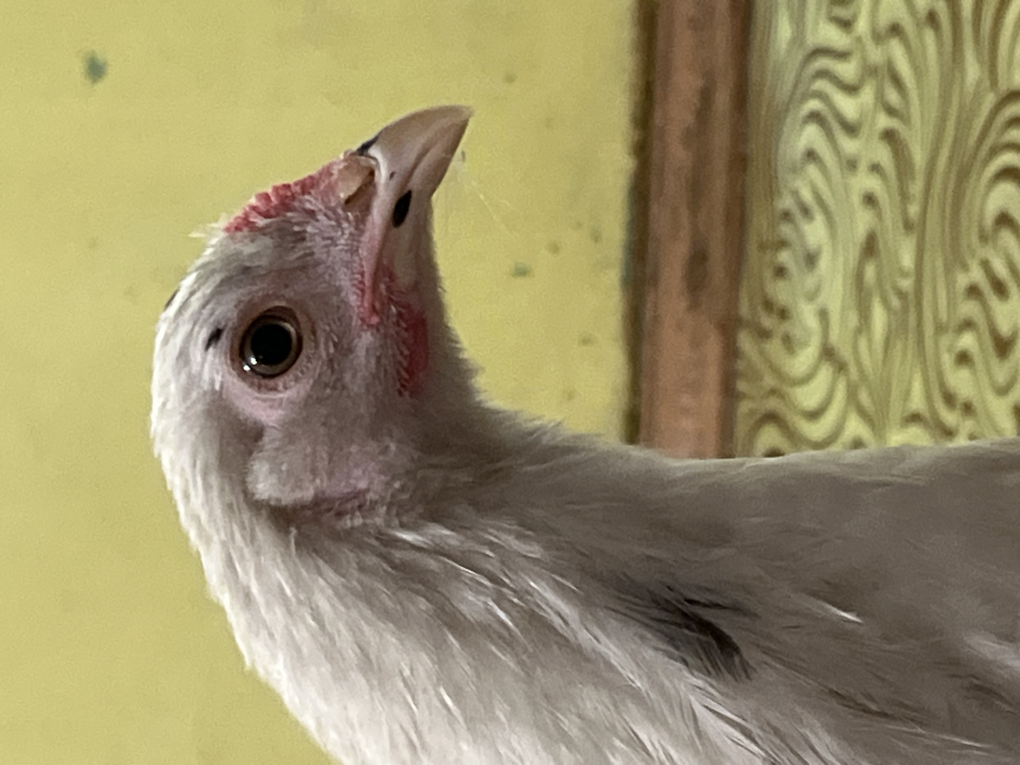 The image is a close-up, side-profile shot of a young white chicken's head and neck against a blurry yellow background. The chicken has a pinkish comb and wattle area, a dark eye, and a pointed beak. The feathers on its neck are white and appear somewhat fluffy. The background is a solid yellow, with a horizontal brown band visible in the lower portion, beneath which is a patterned surface. There are no discernible elements in the image that can be used to determine its location in Krasnyye Barrikady, Russia.
