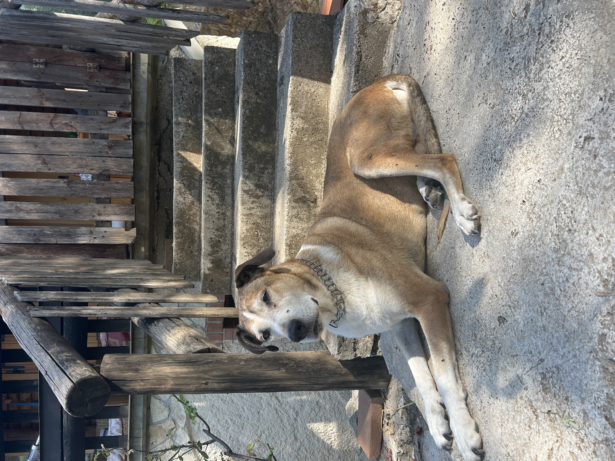 A medium-sized, mixed-breed dog with tan and white fur lies on concrete steps in front of a wooden staircase, likely in Acquaviva, Italy. The dog is resting on its side, facing left, with its front paws extended. It wears a metal chain collar. The dog's fur appears slightly dusty, and there are small insects visible on its hindquarters and legs. The environment is outdoors, with the sun casting shadows on the steps and the dog. The background features a weathered wooden railing and fence, a stone wall, and some greenery. The scene suggests a relaxed moment for the dog on a warm day.