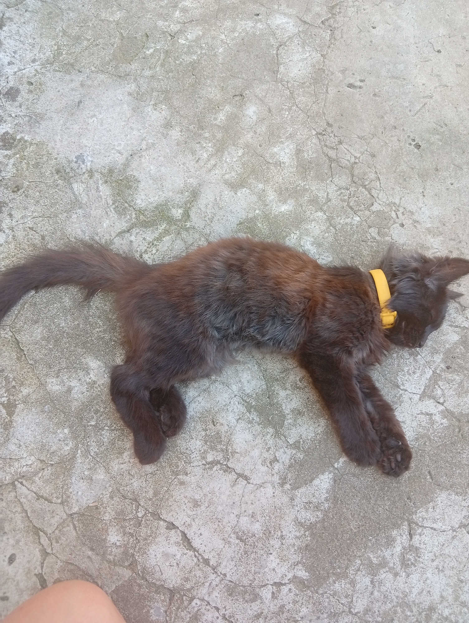 A dark-colored, long-haired cat with a yellow collar is lying on its side on a cracked concrete surface. The cat appears to be sleeping or resting, with its eyes closed and its paws extended. The concrete surface is outdoors, suggesting it may be a patio or sidewalk. A portion of a person's leg is visible in the lower left corner of the frame. The scene is set in Veliatyno, Ukraine.