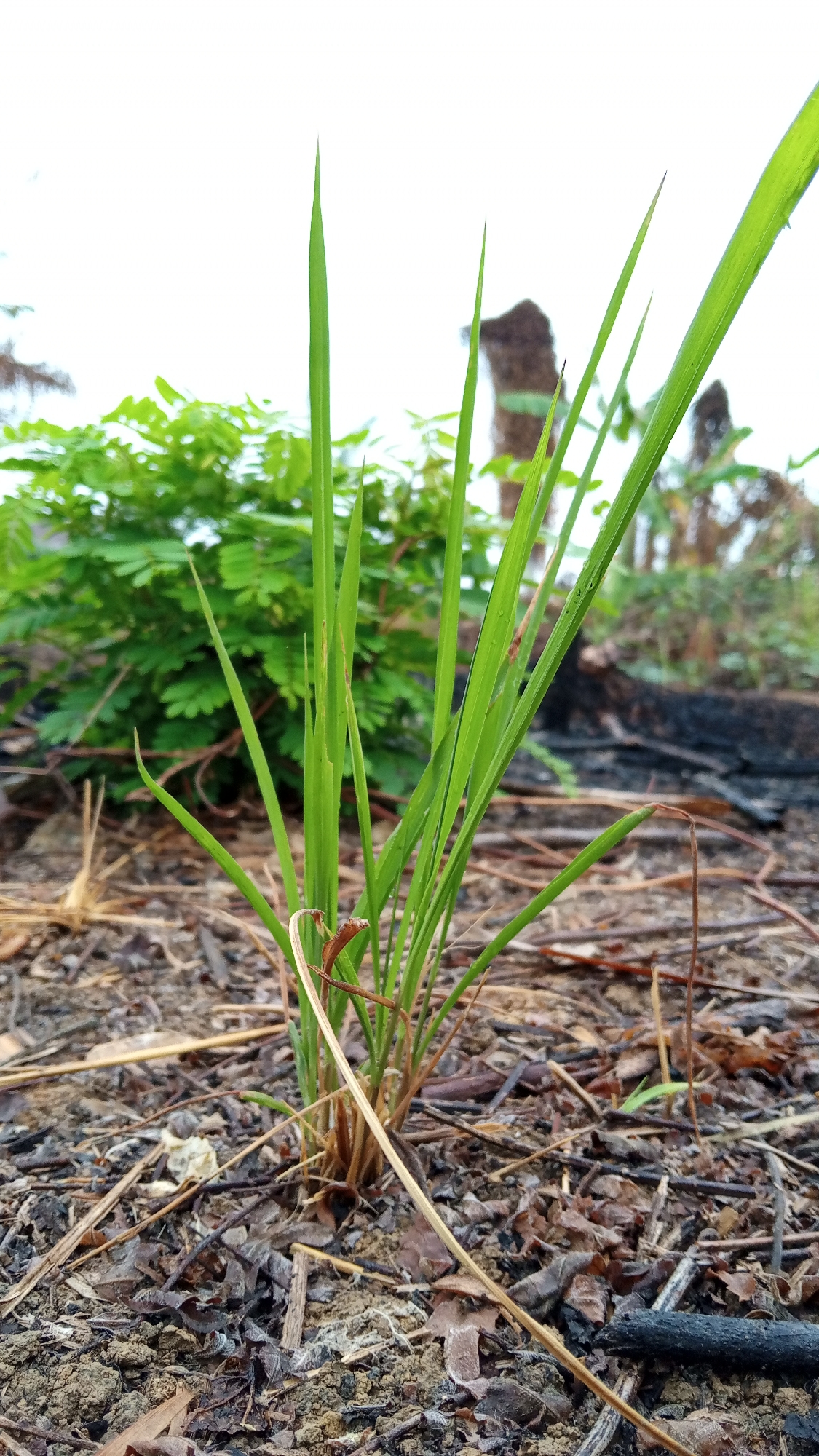 The image shows a close-up of a green plant with long, thin blades growing out of dry, brown soil and debris. In the background, a blurry green bush and charred wood are visible. The sky is overcast and white. The scene appears to be an outdoor environment, possibly a field or garden, with a focus on the resilience of new growth after a potentially destructive event like a fire. The location is specified as Buketteukuh, Indonesia.