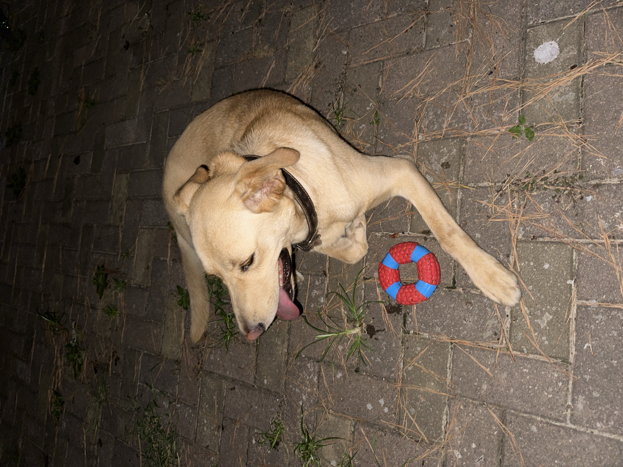 A light brown dog is lying on a paved surface with scattered pine needles and small green plants. The dog is wearing a dark collar and appears to be panting with its tongue out. Next to the dog is a red and blue ring-shaped toy. The lighting suggests it is nighttime. The image location is not specified in the provided information.