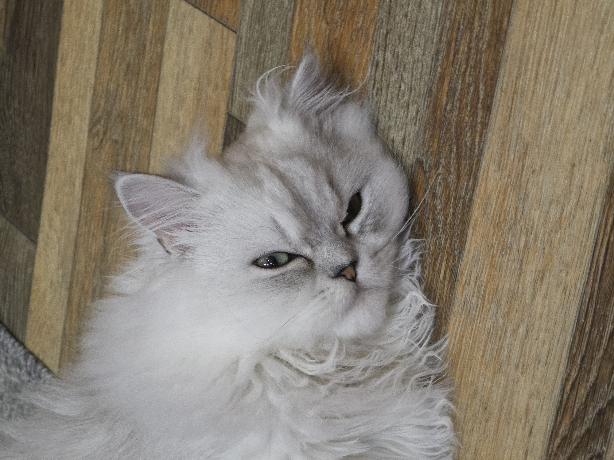 A fluffy white cat with green eyes lies on a wooden floor. The cat is mostly obscured by its long fur. The wooden floor has planks of varying brown hues. The image is taken from a high angle. The exact location in Novocheboksarsk, Russia, is not specified in the image.