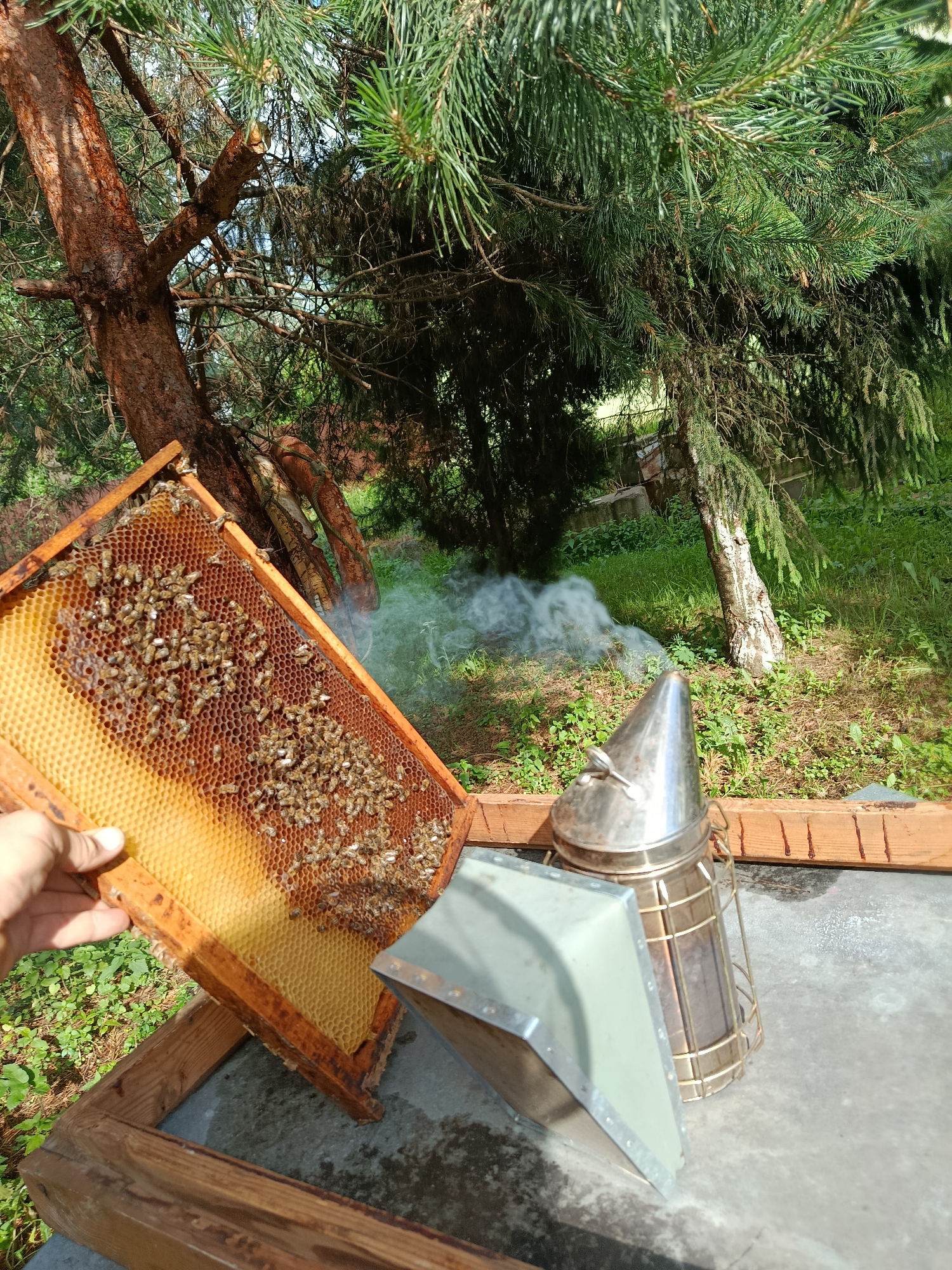 An outdoor scene shows a beekeeper inspecting a frame of honeycomb filled with bees. A bee smoker is present, with smoke billowing from it. The background features trees and lush green grass, suggesting a natural, rural setting. The location is identified as Motyakovo, Russia.