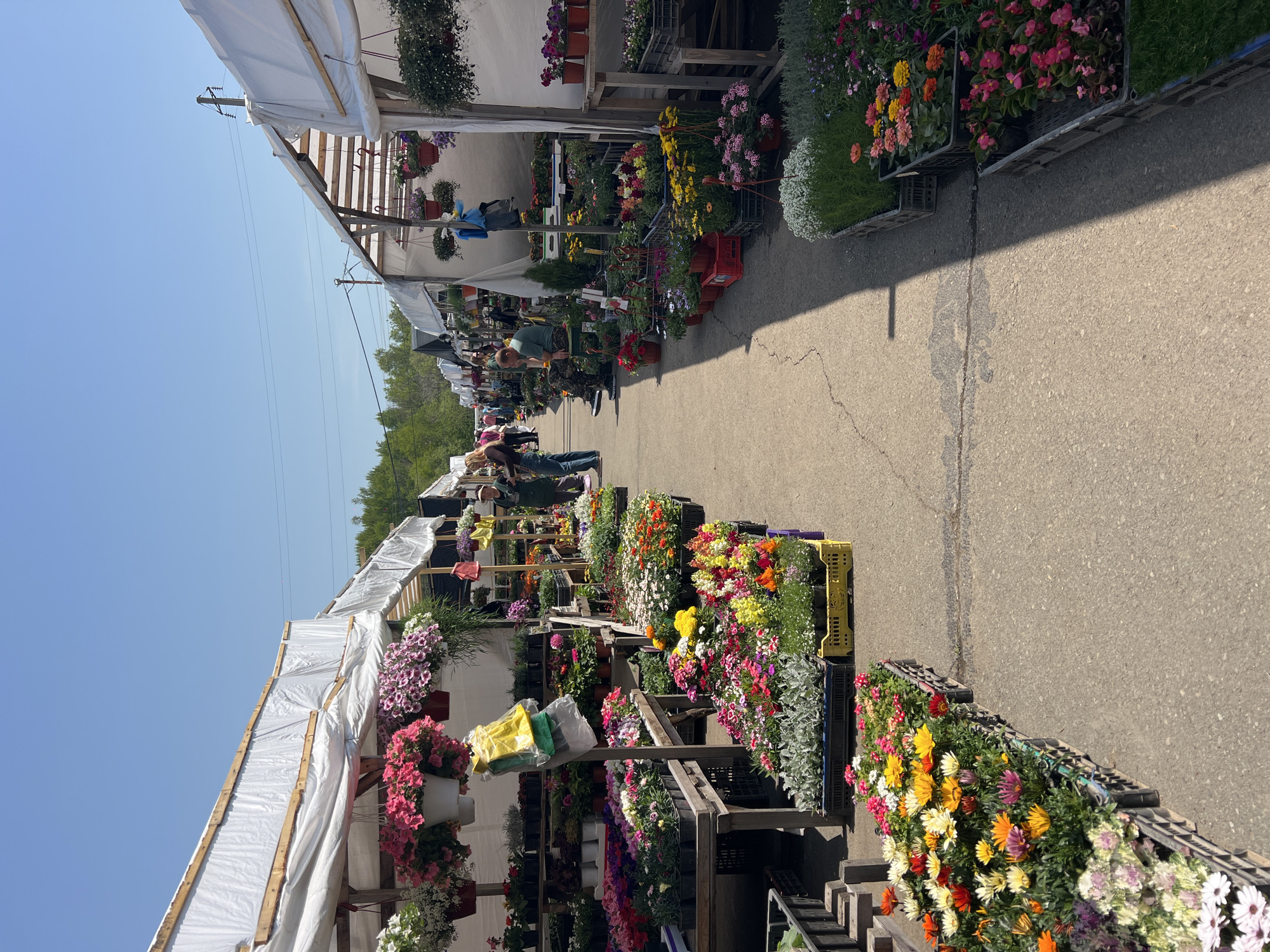 The image shows an outdoor flower market, likely located in Zima Juzhnaja, Russia. Rows of stalls are positioned along a concrete thoroughfare, with white canopies overhead providing shade. Each stall is filled with potted flowers and plants, varying in color and type. People can be seen walking and browsing the flowers. Crates are used to display the flowers at different levels. The background shows some trees and the clear blue sky.