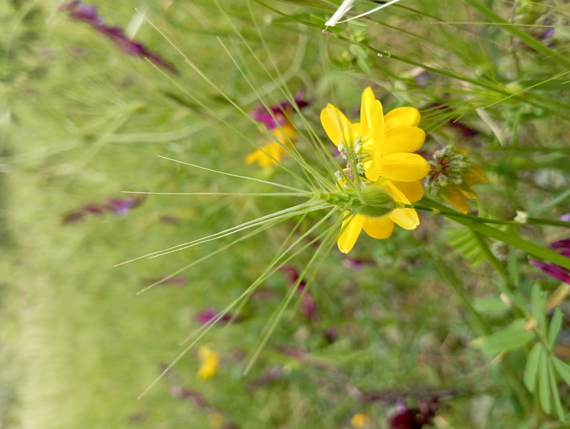A close-up shot captures a vibrant yellow flower in a field, seemingly wild and untamed. The flower is surrounded by green grass and interspersed with small purple flowers. The composition suggests an outdoor environment, possibly a meadow or a field. Although the image does not contain specific elements that could confirm the location in Dalaman, Turkey, the vegetation aligns with the region's flora. The image doesn't show any people, actions, or interactions. The focus is on the flower and its natural surrounding.
