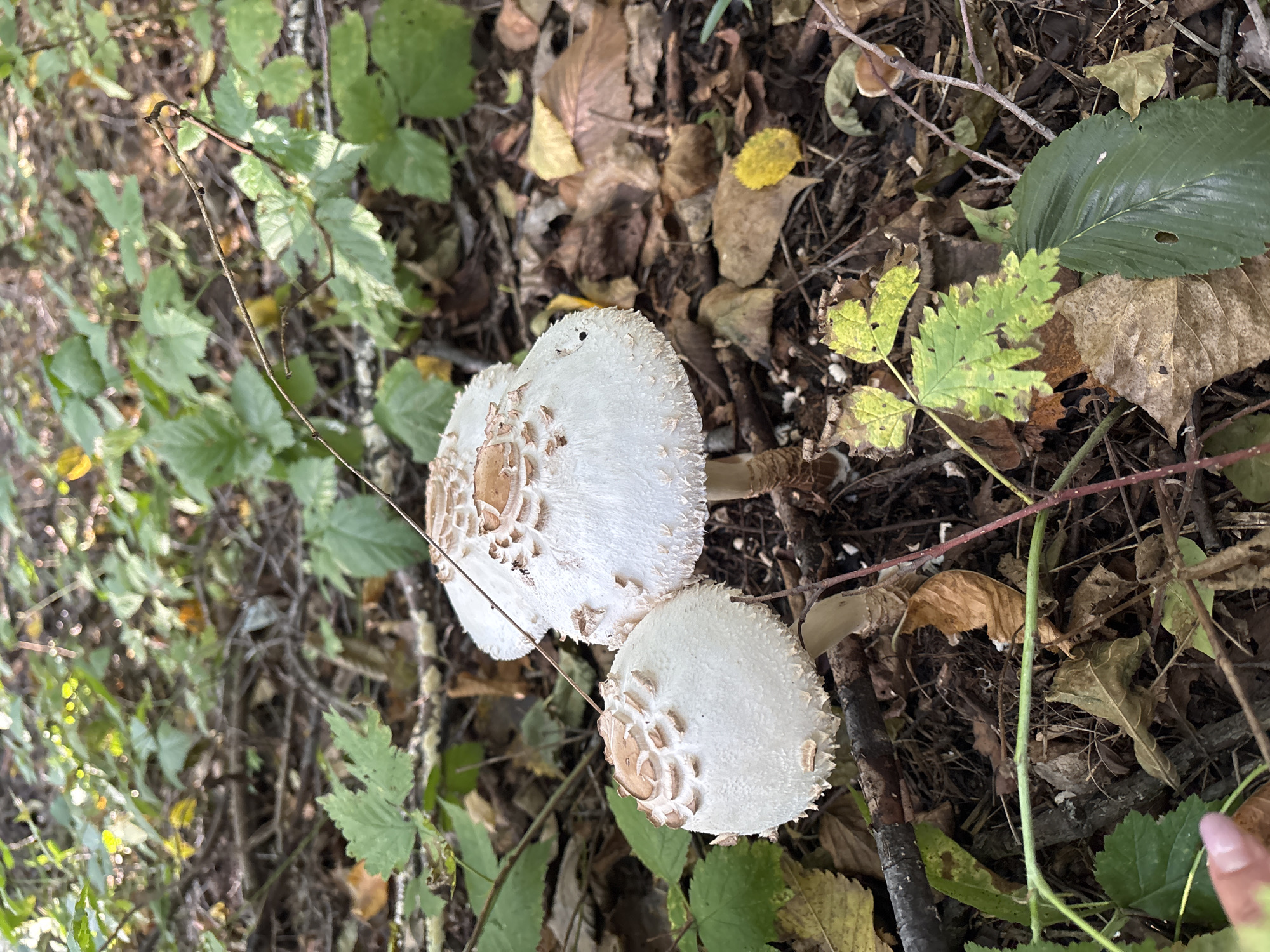 The image shows two white mushrooms with tan scales on their caps, growing in a forest setting. The ground is covered with fallen leaves and twigs. In the foreground, a person's hand is visible on the left side of the frame. The scene is outdoors, likely in a wooded area. The image does not contain information about the city of Ufa, Russia, or any specific location details.