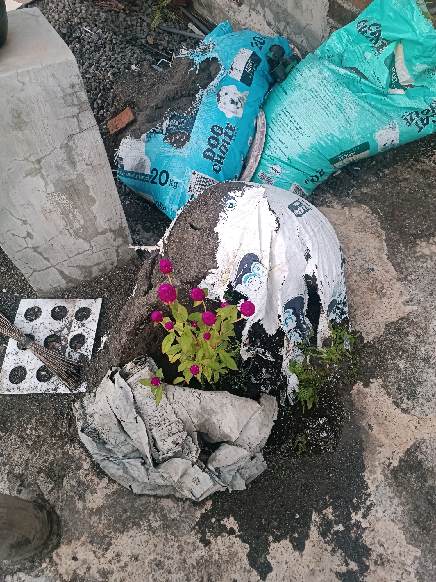 The image depicts an outdoor scene in Tabanan, Indonesia, likely a yard or storage area, characterized by a mix of construction debris and discarded materials. Two large, torn sacks, one blue and one teal, are prominent, appearing to be old animal feed bags; the blue sack displays text and an image of a dog, reading "DOG CHOIZE 20 Kg," while the teal sack has similar markings, including "CAT FOOD." A concrete slab, cracked and weathered, lies on the left side of the frame.
In the foreground, a small cluster of vibrant magenta flowers, possibly Gomphrena globosa, grows from beneath a large, crumpled white plastic sheet that is partially covering dark soil and debris. Adjacent to the flowers, a square metal grate with circular openings and a small, worn broom resting on it suggest a cleaning or maintenance area. The ground surface is a rough, grey concrete, showing signs of wear and patches of moisture or dark staining. The overall impression is one of disarray and neglect. No people are visible in the image.