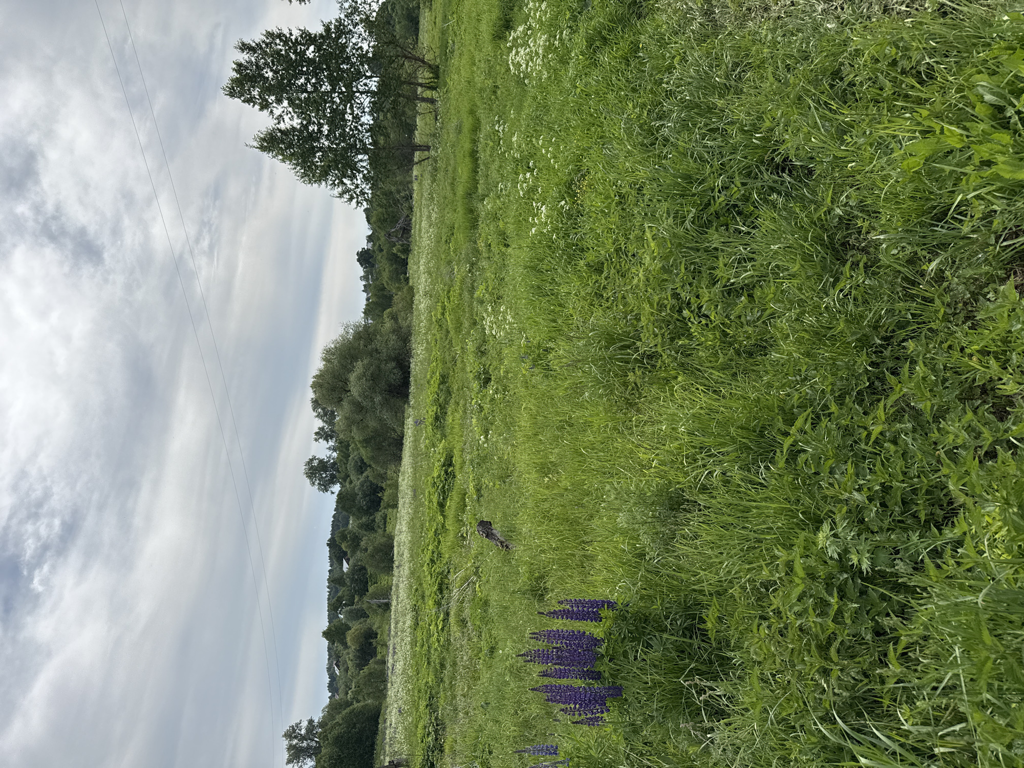 The image presents a serene landscape captured in Уральское, Russia, dominated by a verdant field under an overcast sky. The foreground is filled with lush, tall green grass, dotted with numerous small white wildflowers. Towards the lower center, a vibrant cluster of deep purple lupine flowers adds a striking splash of color.
In the mid-ground, the expansive field continues, where a dark, irregularly shaped object, possibly a weathered tree stump or log, is visible among the grass and wildflowers. The horizon features a dense line of trees, forming a natural boundary to the field, with hints of distant structures, likely houses, nestled within the foliage.
The upper portion of the frame is occupied by a light grey, overcast sky, displaying soft, stretched cloud formations. Two thin power lines traverse the sky horizontally, introducing a subtle man-made element into the otherwise natural setting.
The scene depicts a peaceful daytime atmosphere, likely late morning or early afternoon given the soft, diffused light, indicating cloudy weather. There is no explicit activity taking place, and no text is visible within the image. The overall impression is one of tranquility and natural beauty.