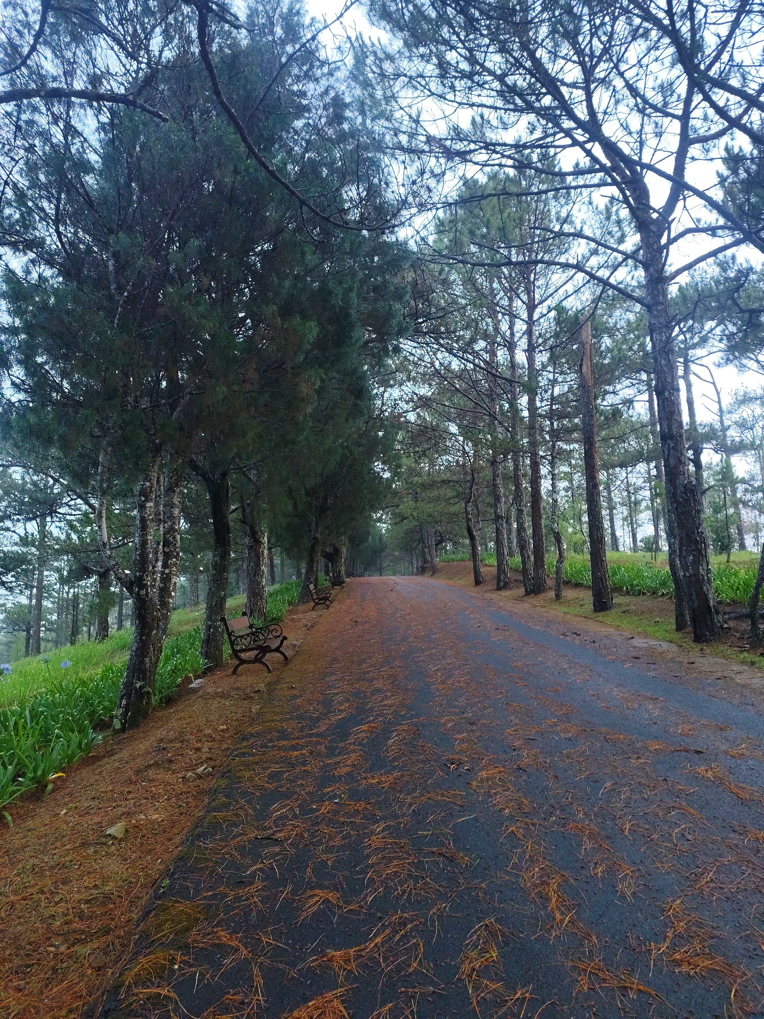 A tree-lined asphalt road in the Lam Vien - Da Lat region of Vietnam is blanketed in fallen pine needles. The road stretches into the distance between rows of trees, with benches placed intermittently along the left side. Vegetation, including green plants and ground cover, grows alongside the road. The sky is overcast, lending a subdued light to the scene.