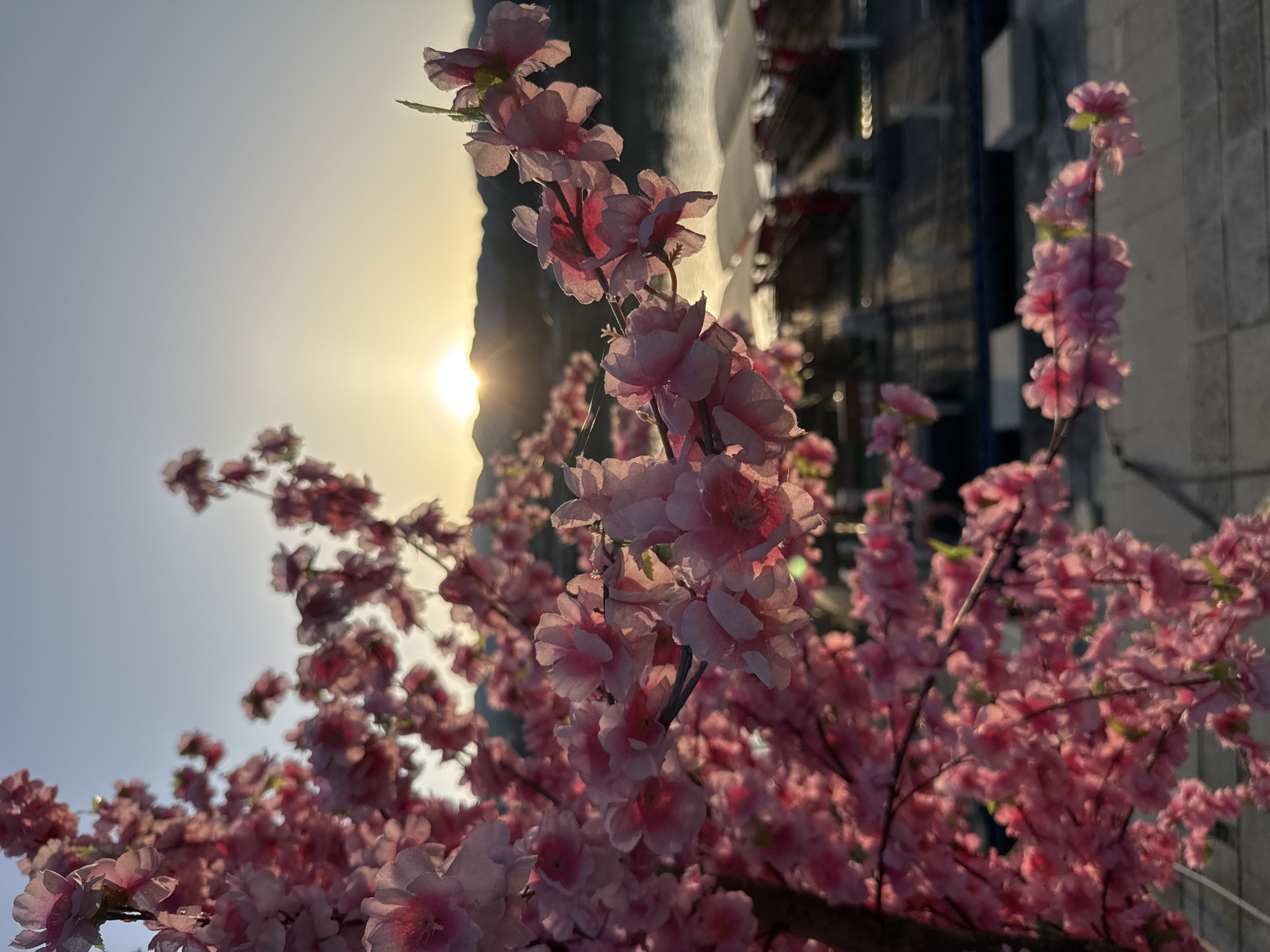 The image features pink blossoms in the foreground, partially obscuring a background of a city skyline and a bright sun low in the sky. The blossoms are attached to branches, their pink petals catching the light. Behind the flowers, a cityscape is visible, with structures including a scaffolding-covered building, possibly under construction, and the corner of a grey, stone-like building. The light from the sun is partially diffused, creating a hazy appearance and contrasting with the darker, shadowed portions of the buildings. The location is unspecified, and no people are visible. The light suggests either sunrise or sunset.