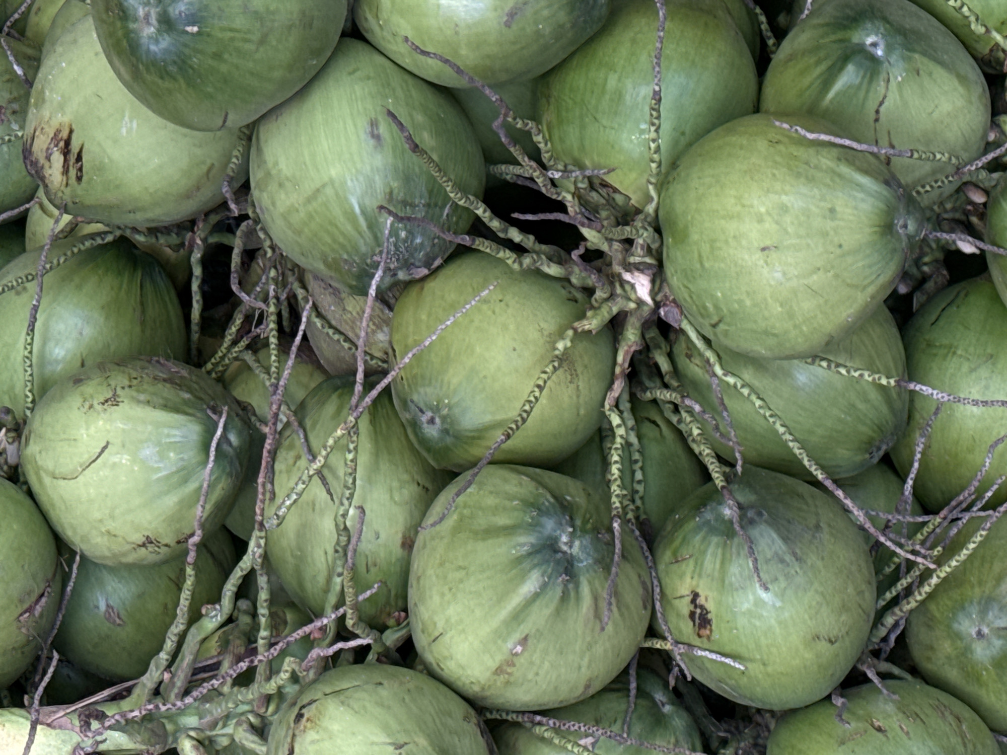 A close-up, overhead view captures a dense pile of green coconuts, their skins smooth and varied in hue from light to deep green. Some coconuts show faint brown markings or imperfections. The coconuts are interconnected by thin, woody stems and tendrils, which are a dark brown color and some are intricately patterned. The scene is likely a market stall or agricultural display in Nam Khanh Vinh, Vietnam, given the abundance and typical presentation of coconuts in such locations. The lighting is natural, illuminating the textures and shapes of the fruit. There are no people or animals visible in the frame.