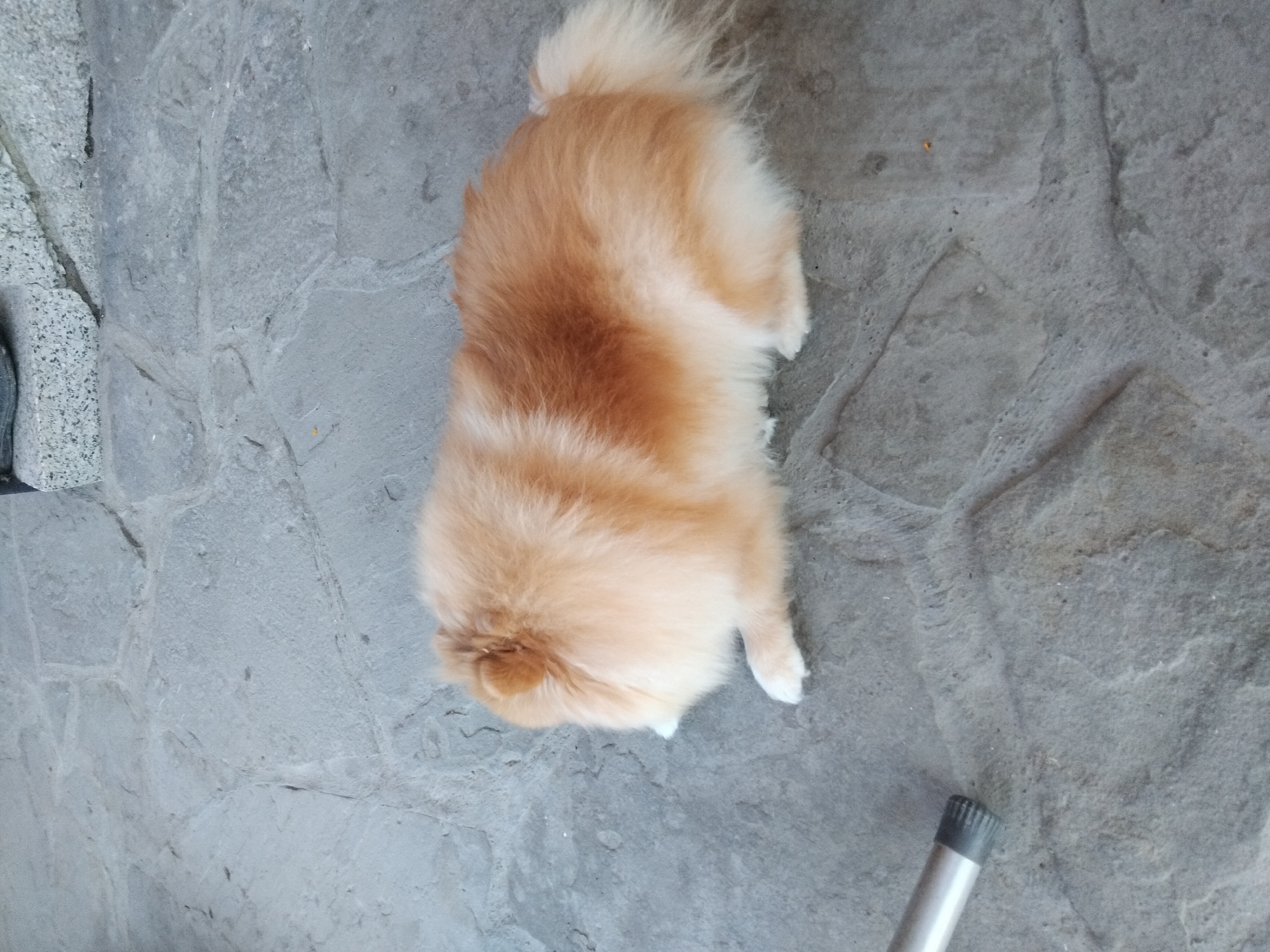 A fluffy, tan and white Pomeranian dog is lying on a stone patio. The dog is facing to the left, with its head out of frame. Its tail is visible and fluffy, and its paws are tucked underneath its body. The patio is made of large, irregular gray stones with visible grout lines. In the lower left corner of the image, a silver metal object with a black ridged end is partially visible. The scene appears to be outdoors. There is no specific information in the image to indicate the location in the city of Apriltsi, Bulgaria.