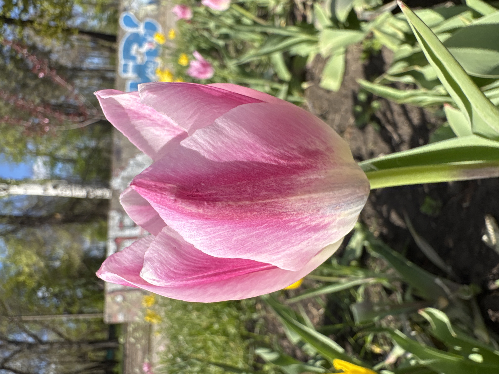 A close-up shot of a light pink tulip with darker pink variegation on its petals. The tulip is in a garden setting with green leaves and other plants visible in the background. A blurry building with graffiti is visible in the background. The location is Kryvyi Rih, Ukraine. The lighting is bright, indicating a sunny day. There are no people or interactions visible in the frame.