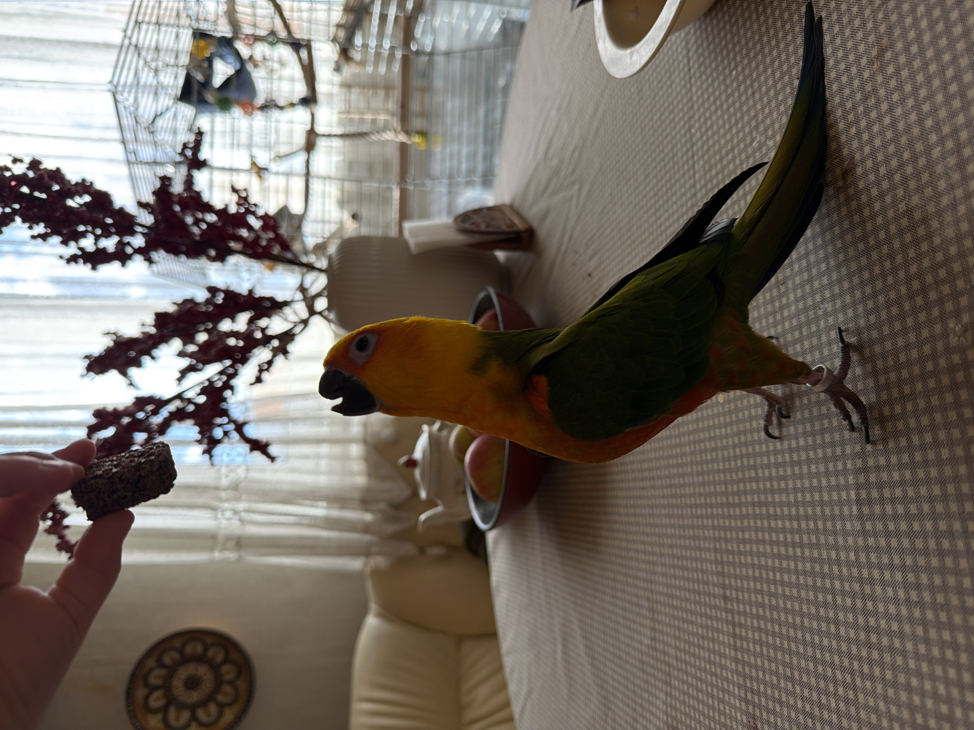 An indoor scene, likely a dining room, features a sun conure parrot standing on a patterned tablecloth. The parrot is facing upwards, towards a hand holding a piece of food. In the background, a sofa, a teapot, a bowl of fruit, and a decorative branch in a vase are visible. Further back, a birdcage is situated near a window with sheer curtains. The setting suggests a domestic environment in the city of Khimki, Russia.
